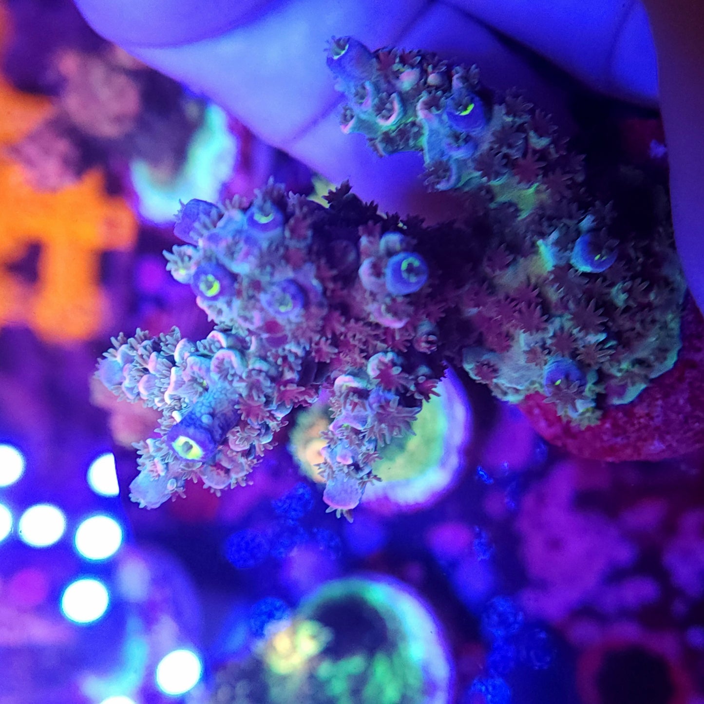 Pink Tip Rainbow Tenuis Mini Colony