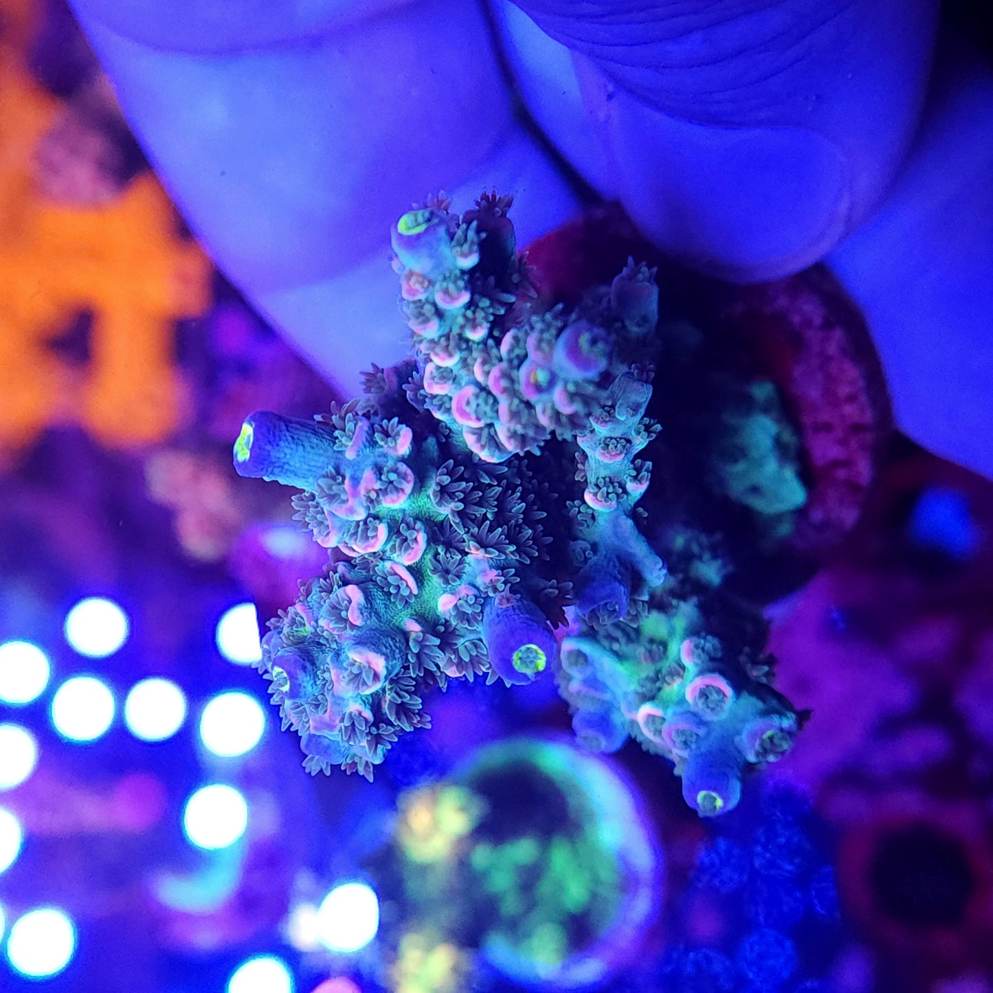 Pink Tip Rainbow Tenuis Mini Colony