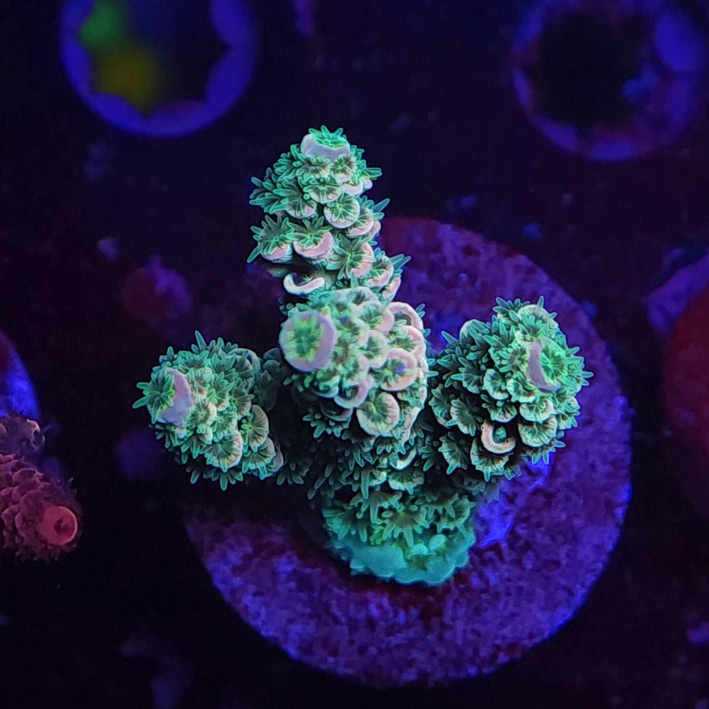 Aqua Peach Tenuis