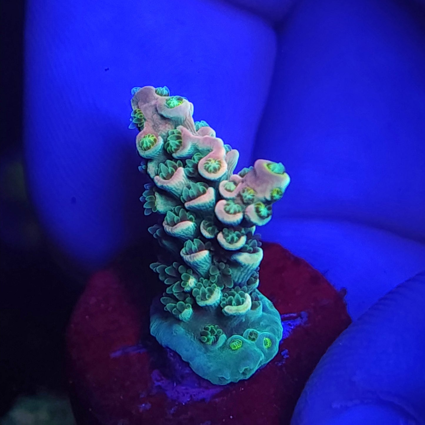 Aqua Peach Tenuis