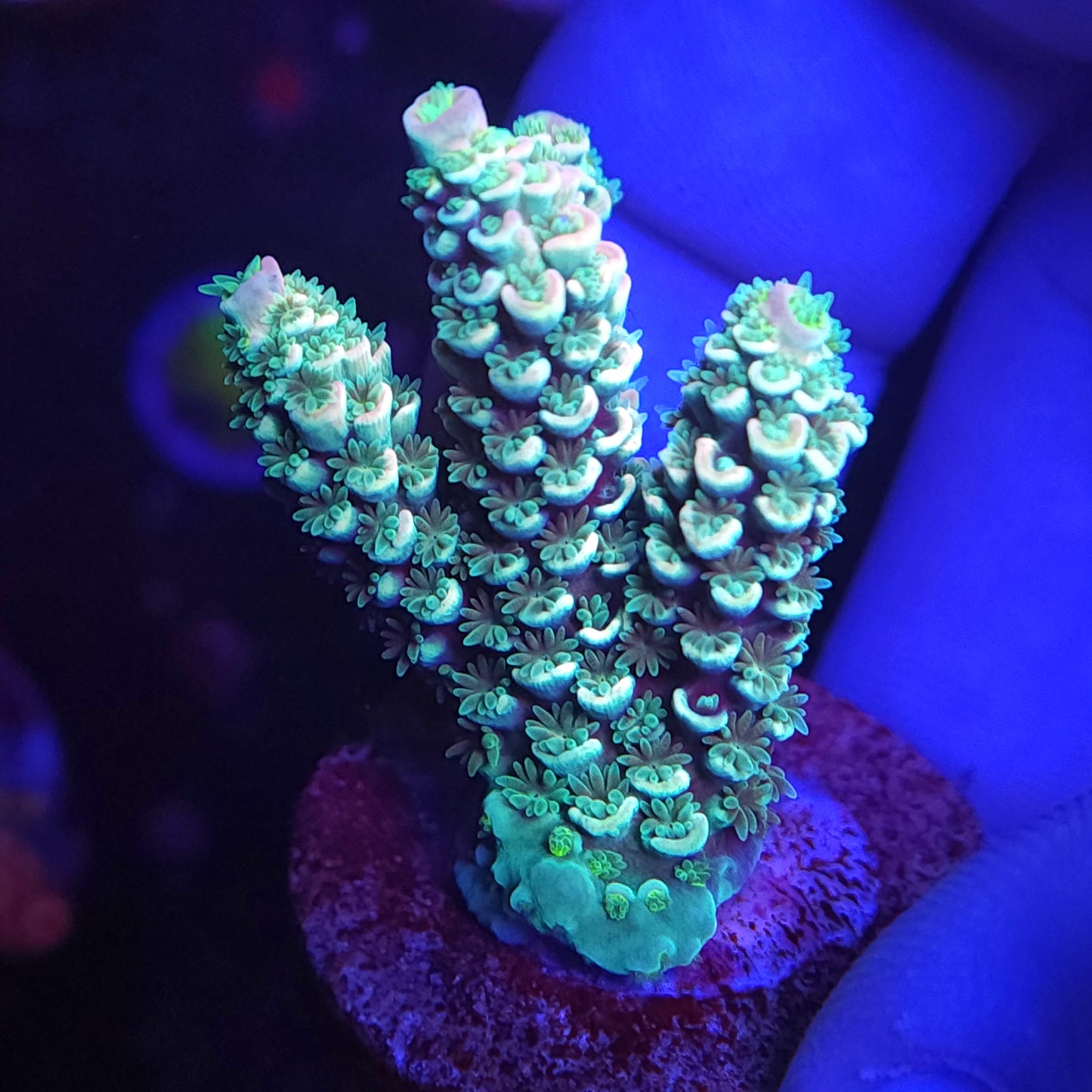 Aqua Peach Tenuis