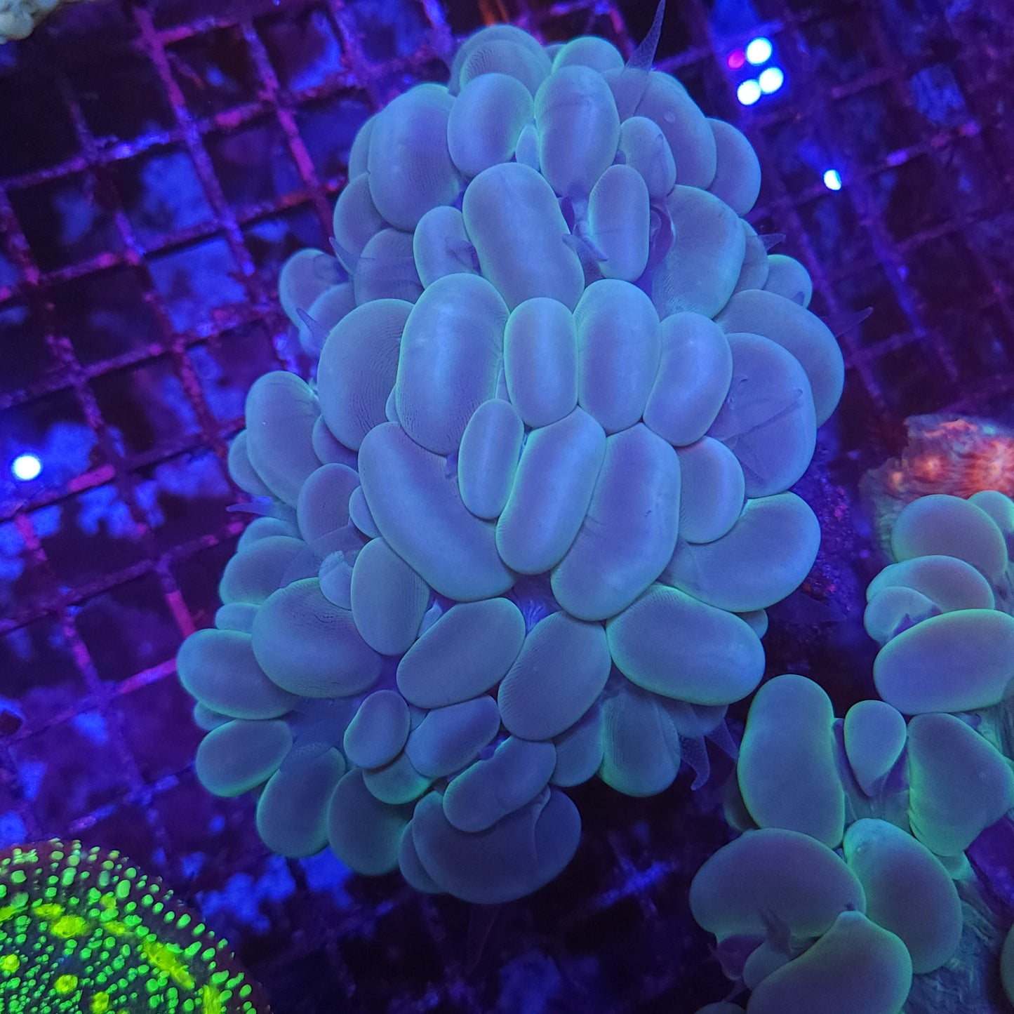XL Bubble Coral (Video in Pics)