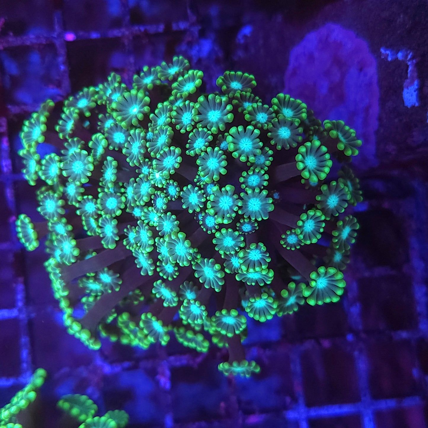 Green Branching Alveopora