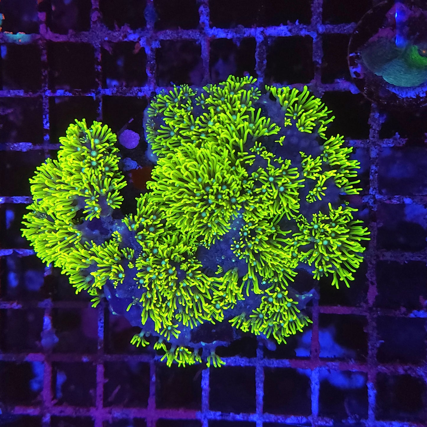 Green Star Polyp Colony