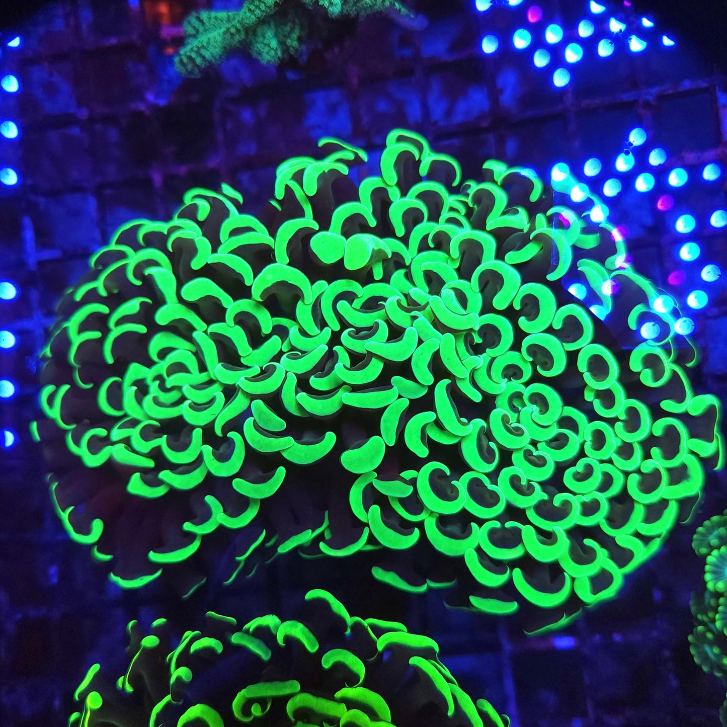 Toxic Green Wall Hammer