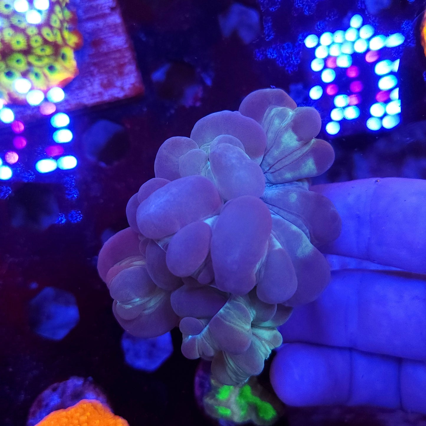 Fox Coral