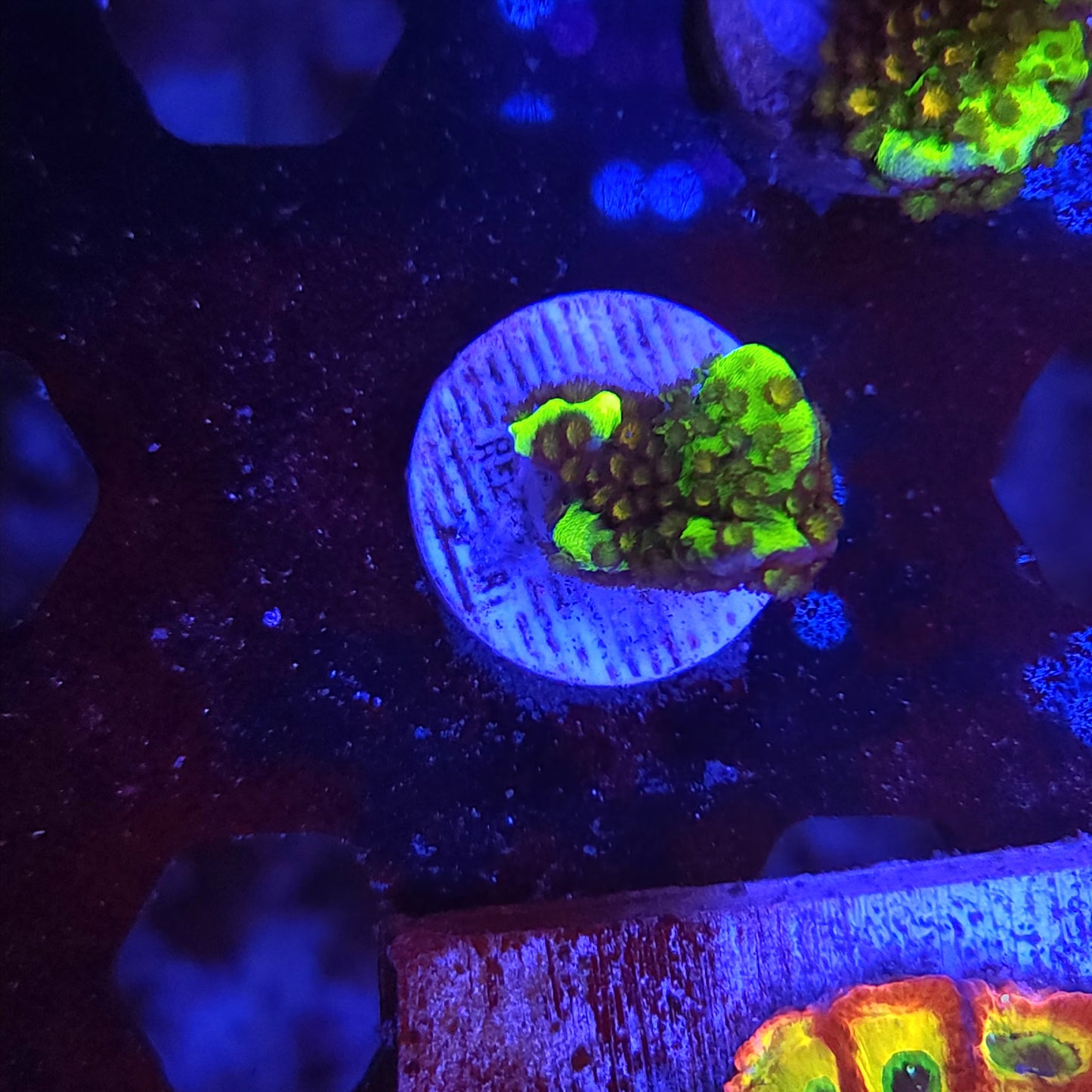 Montipora Spongodes