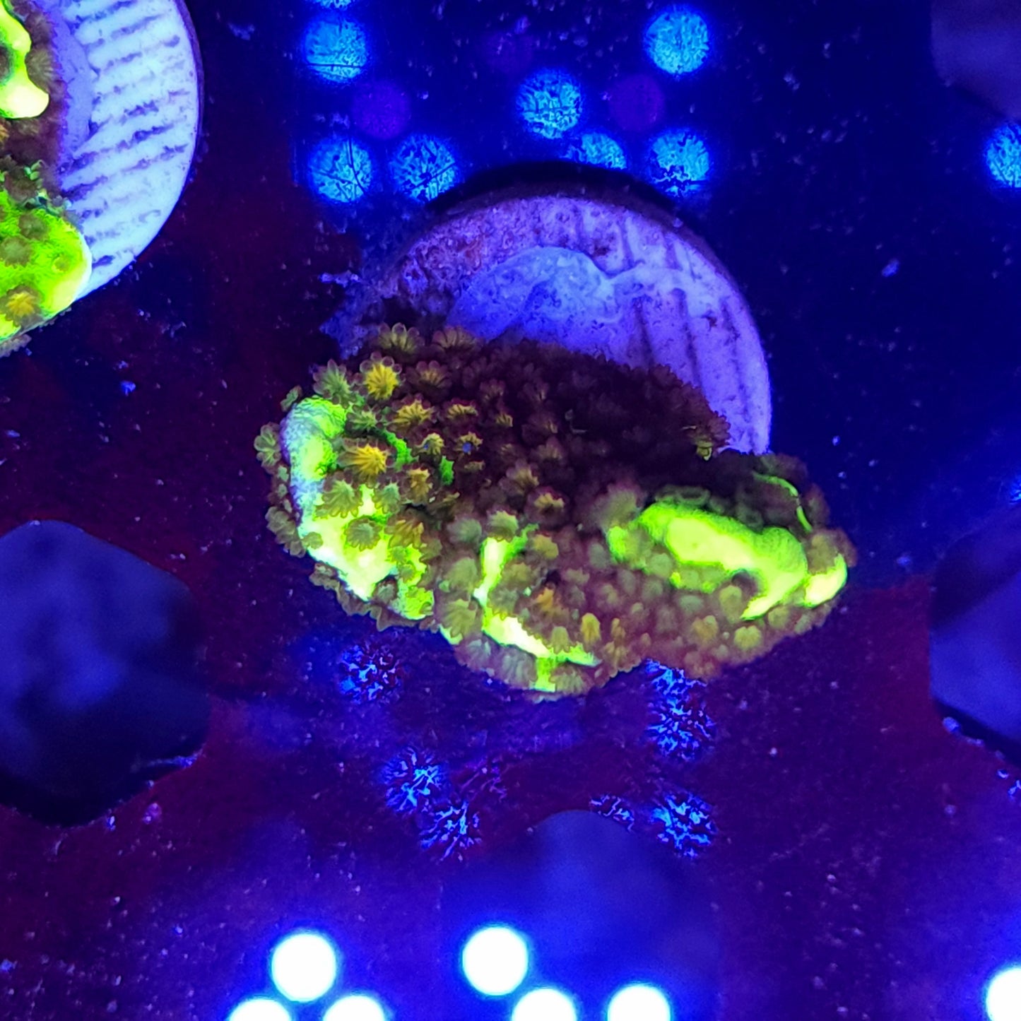 Montipora Spongodes