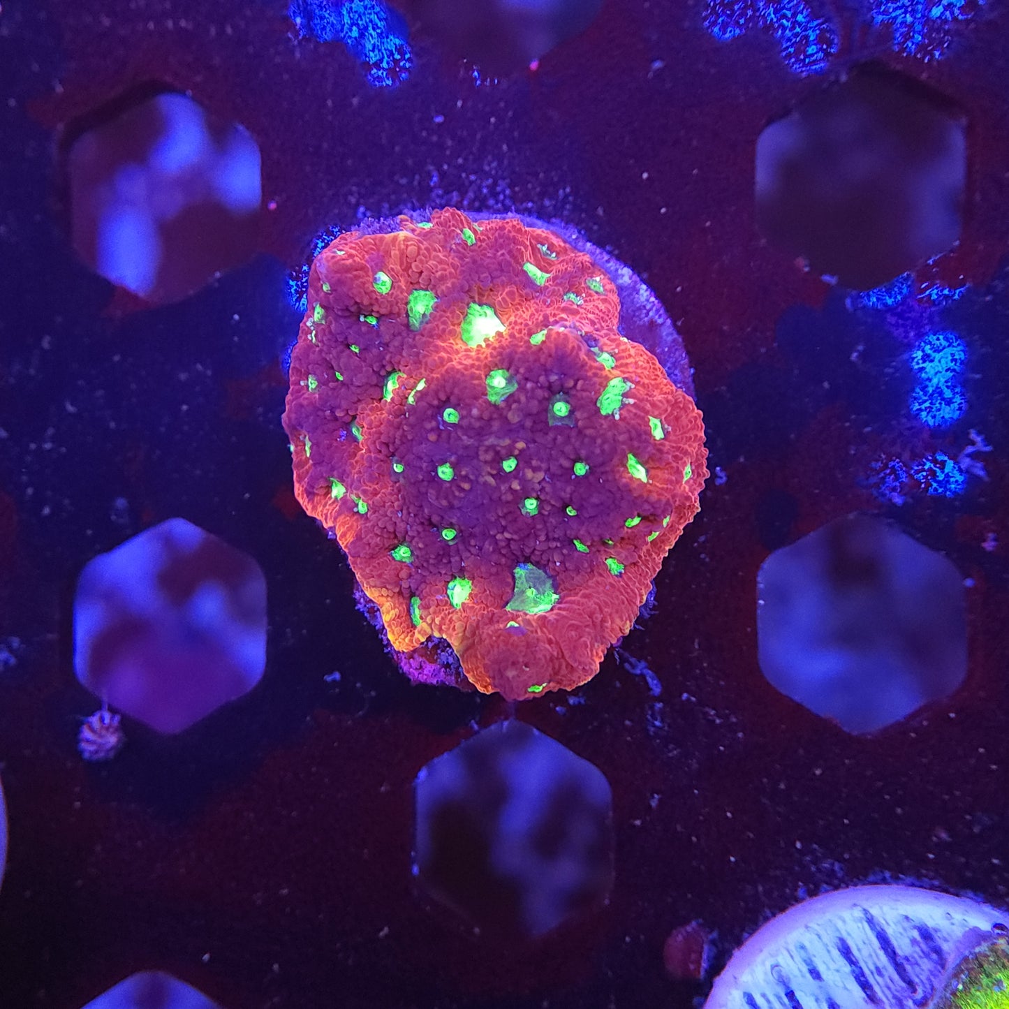 Red War Coral