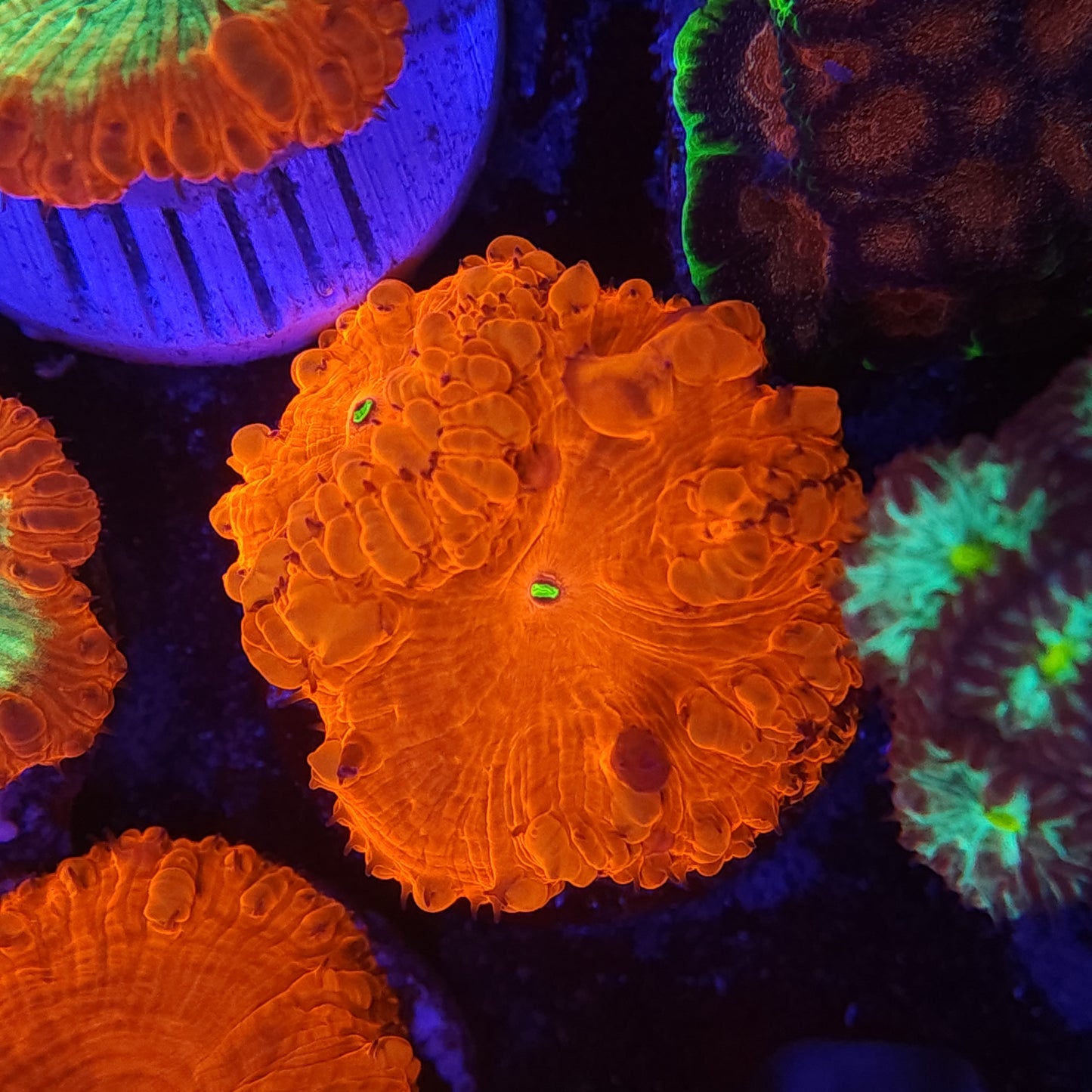 Super Bright Red Blasto Wellsi