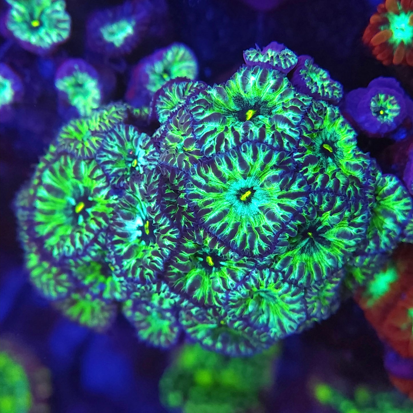 Phantom Blasto Merletti Mini Colony
