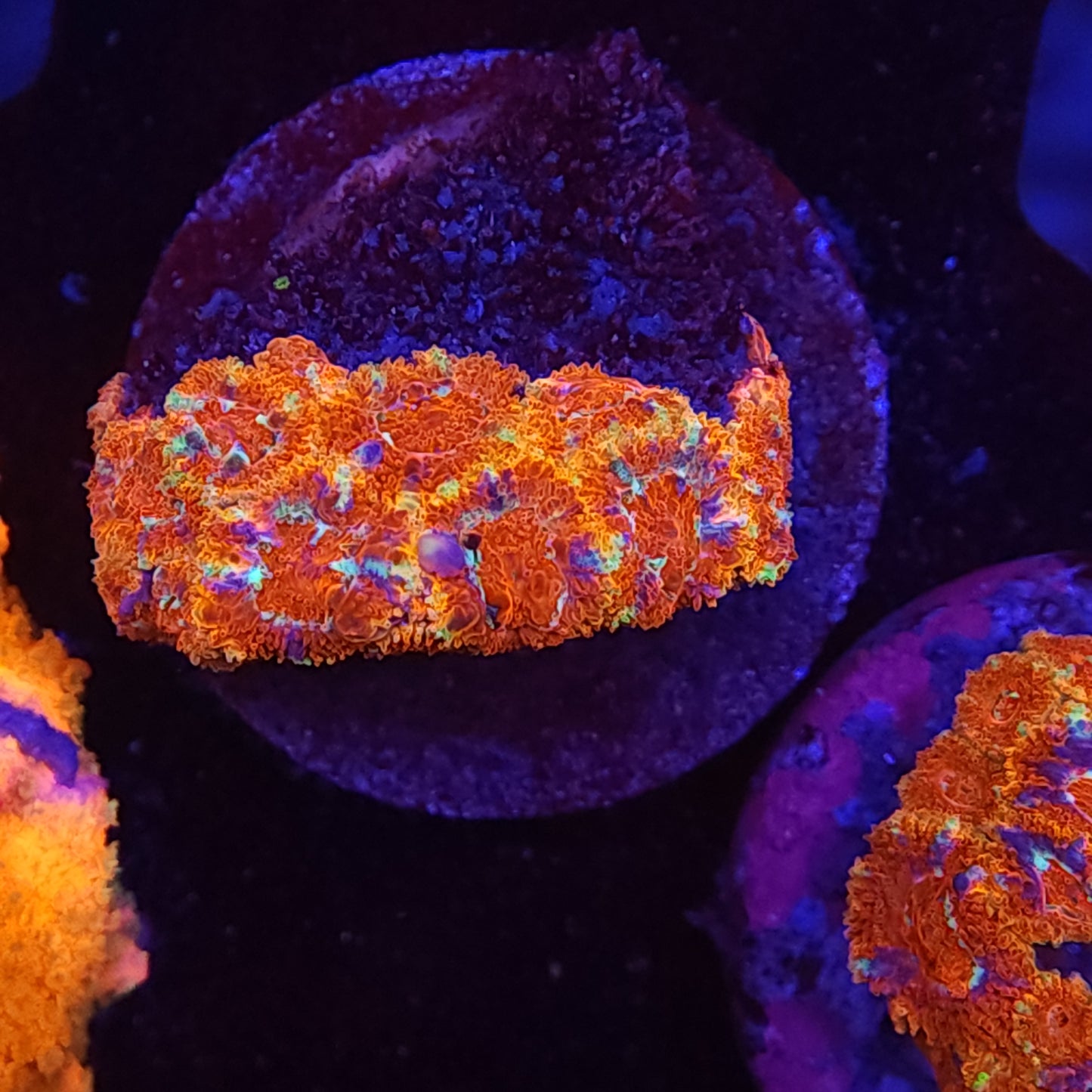 Inferno Micromussa
