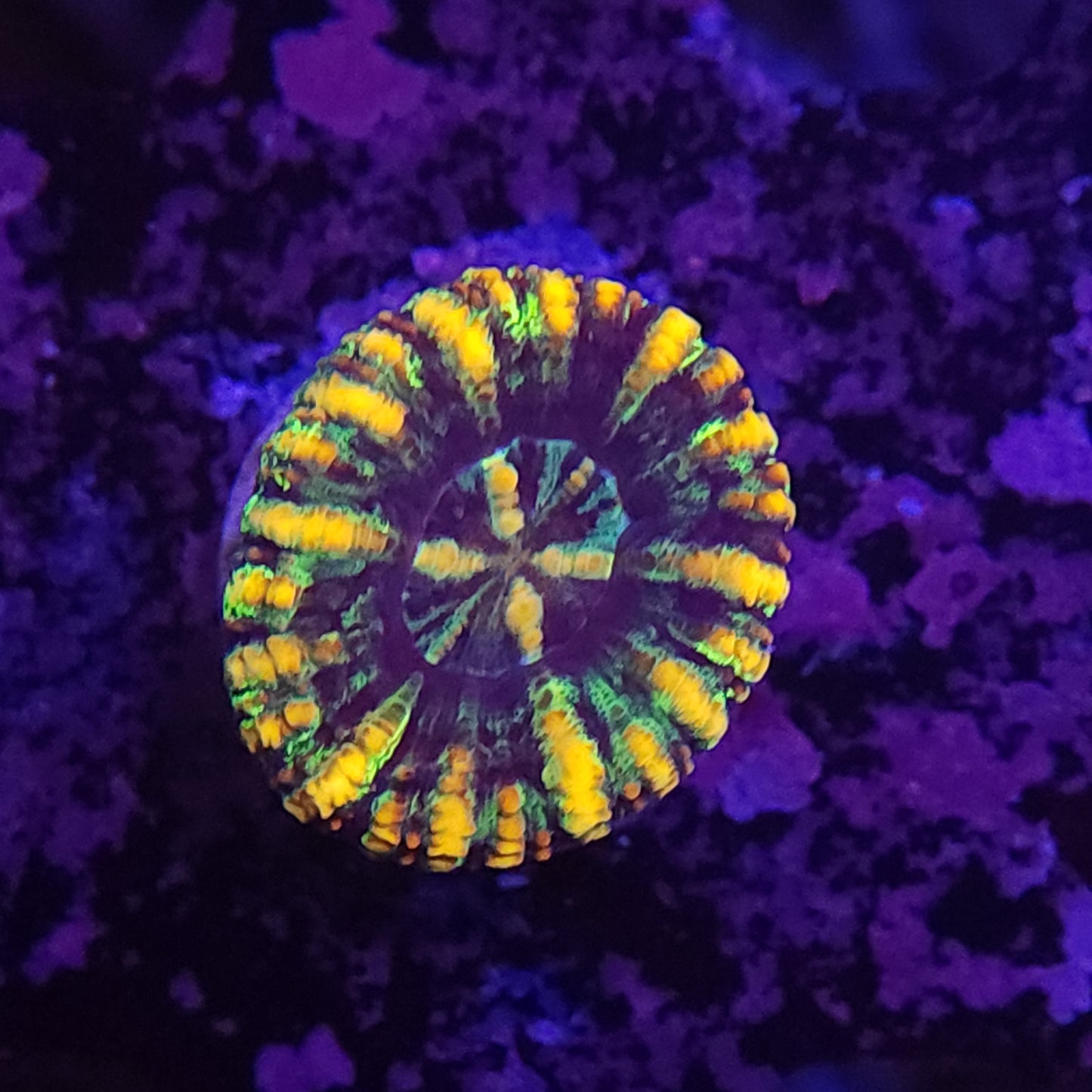 Button Scoly
