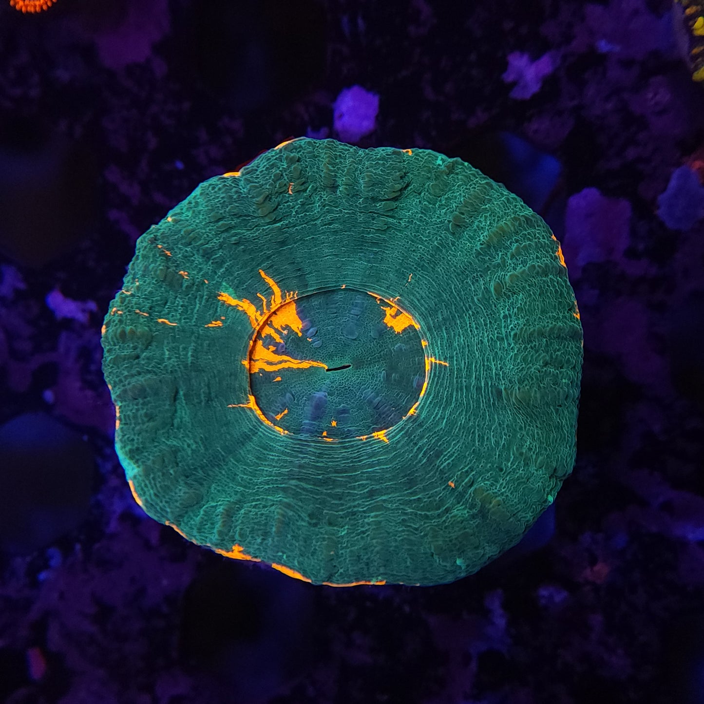 Orange Rim Scoly