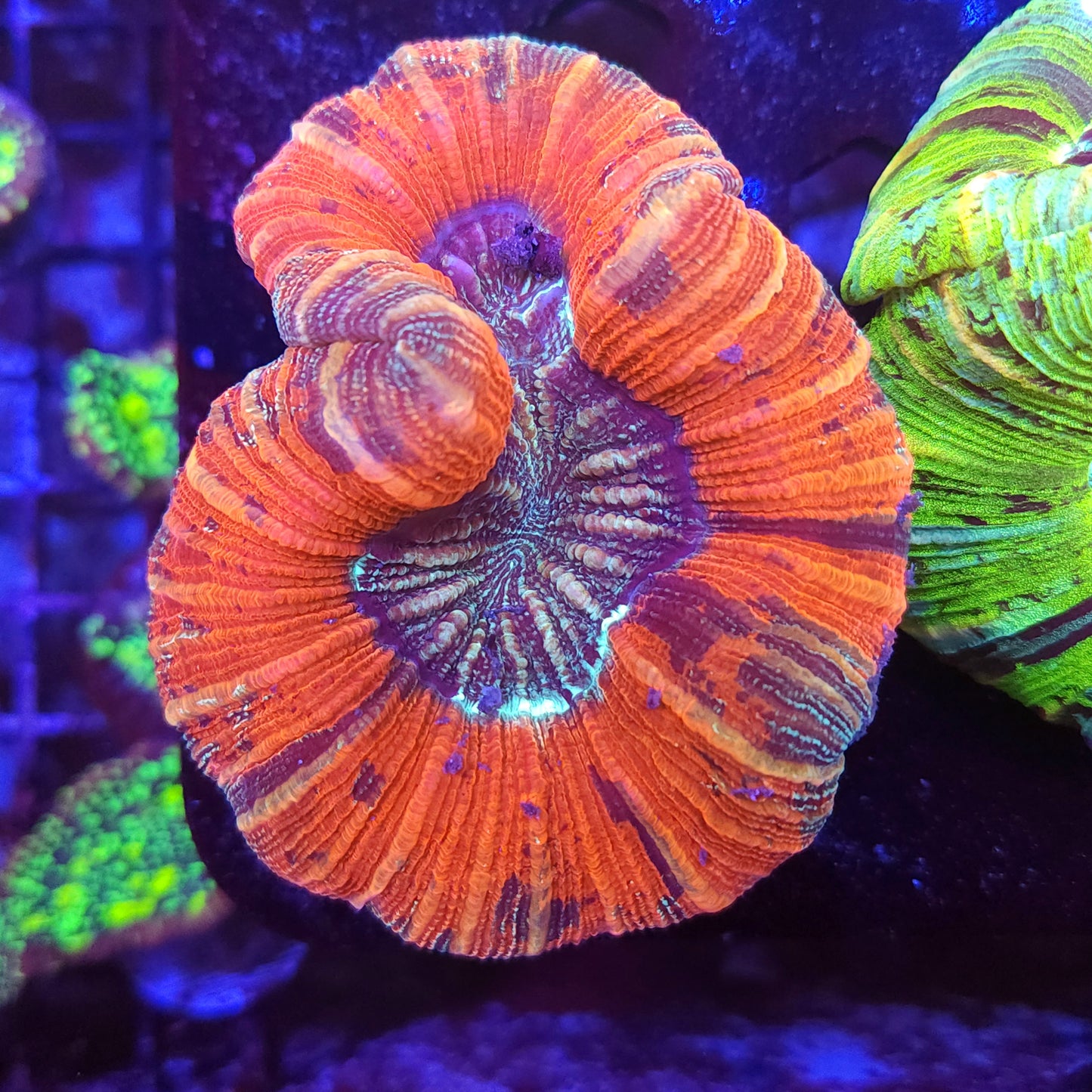 Red Multicolor Trachy (Video in pics)