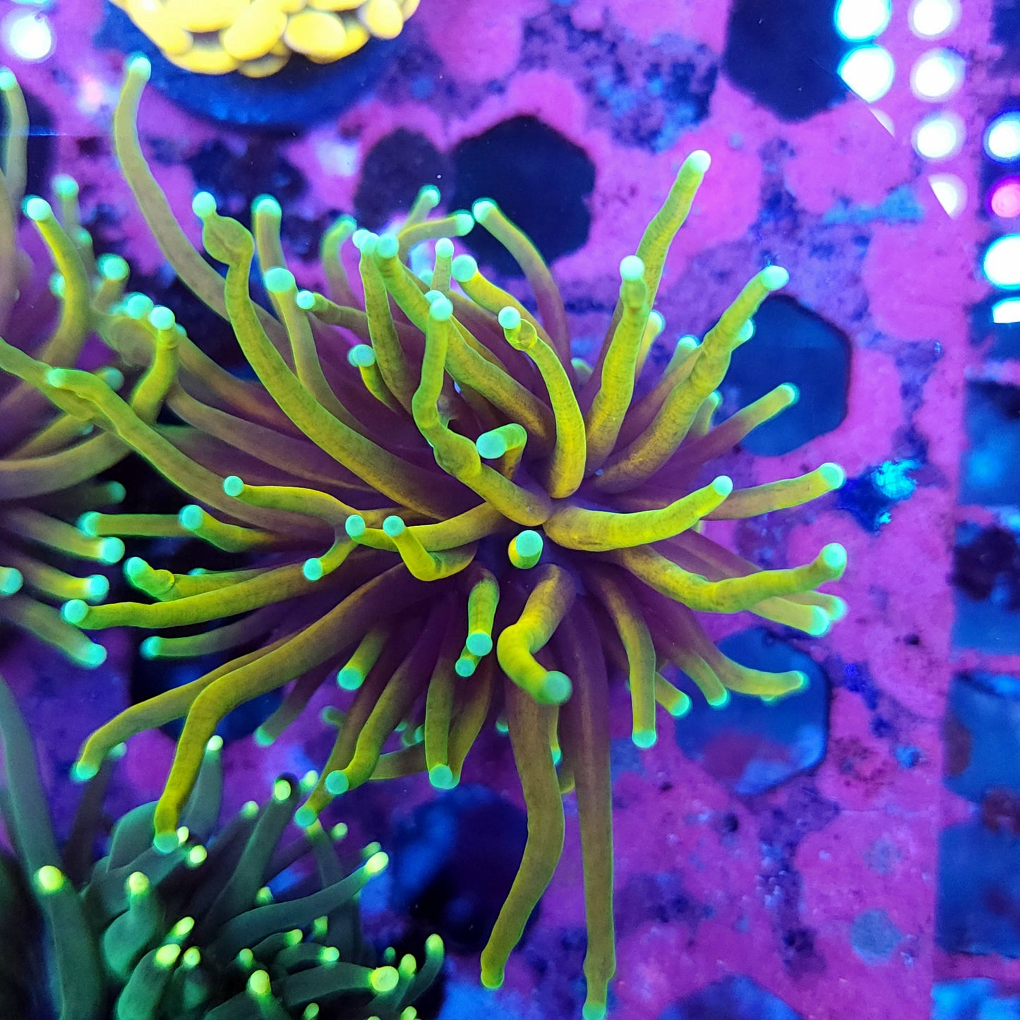Hellfire Torch (Video in pics)