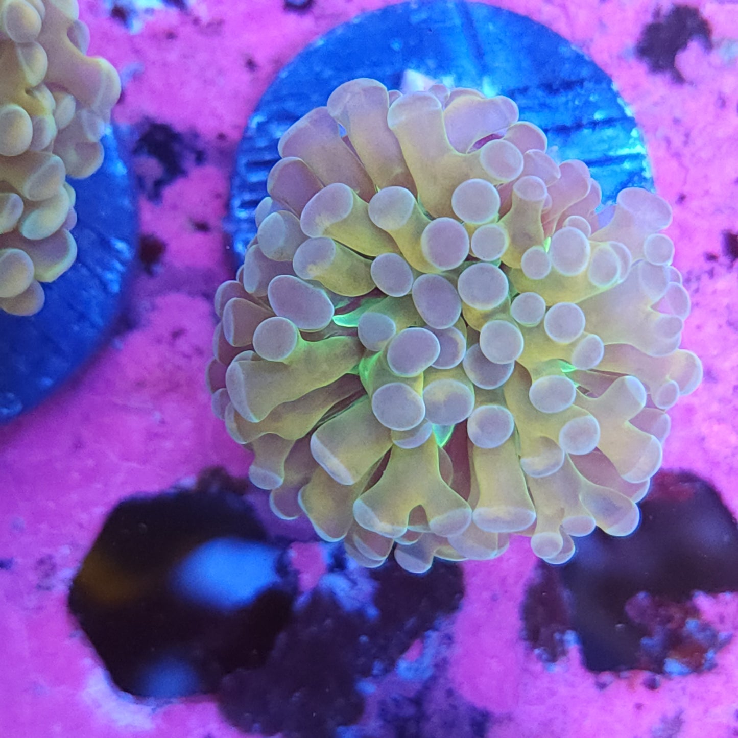 Iridescent Gold Euphyllia Hybrid