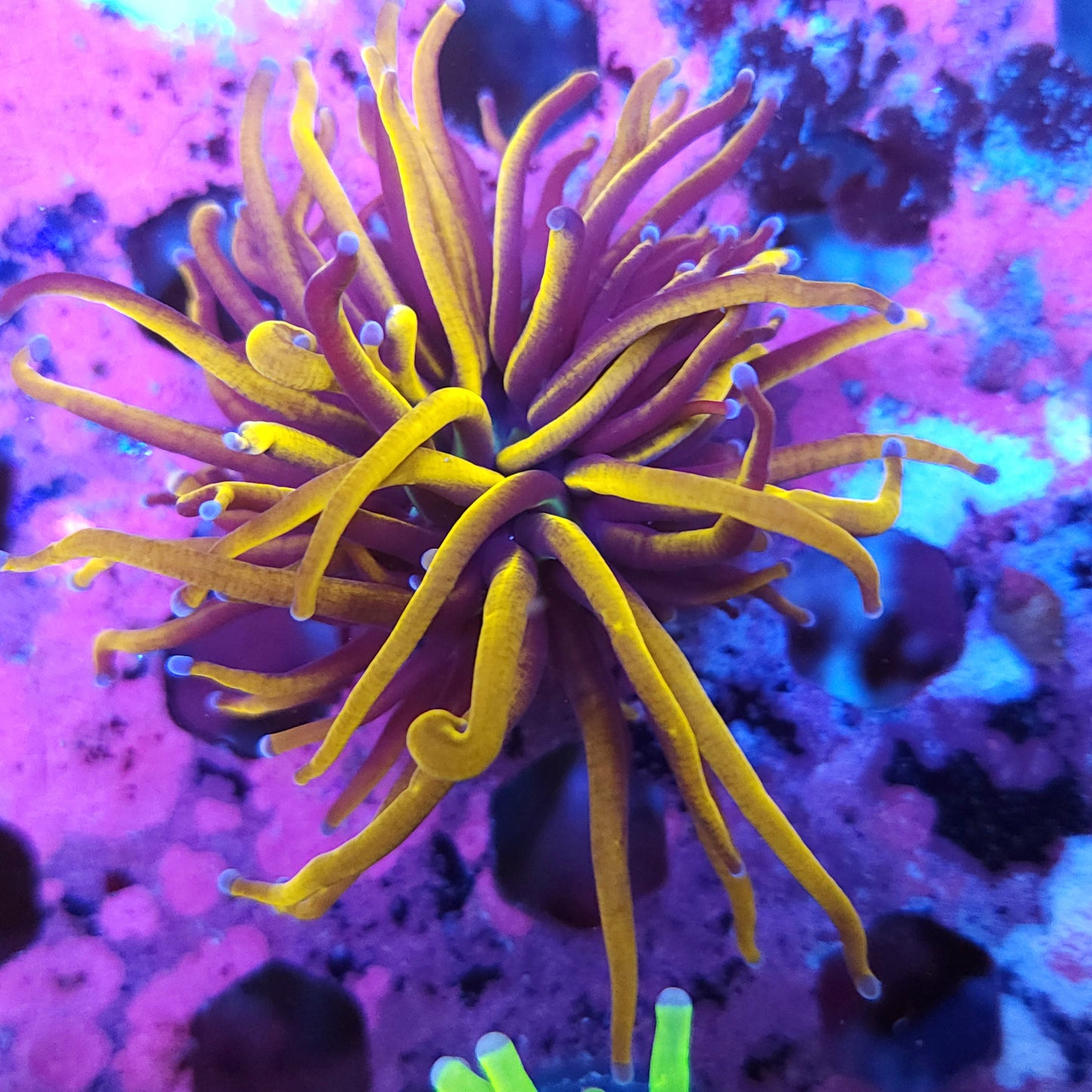 24K Gold Torch (Video in pics)