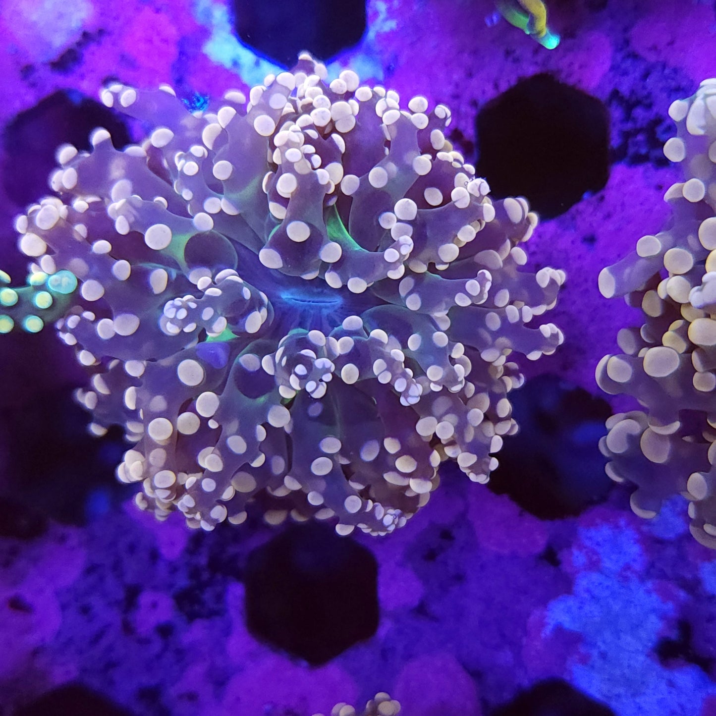 Pink and Green Frogspawn