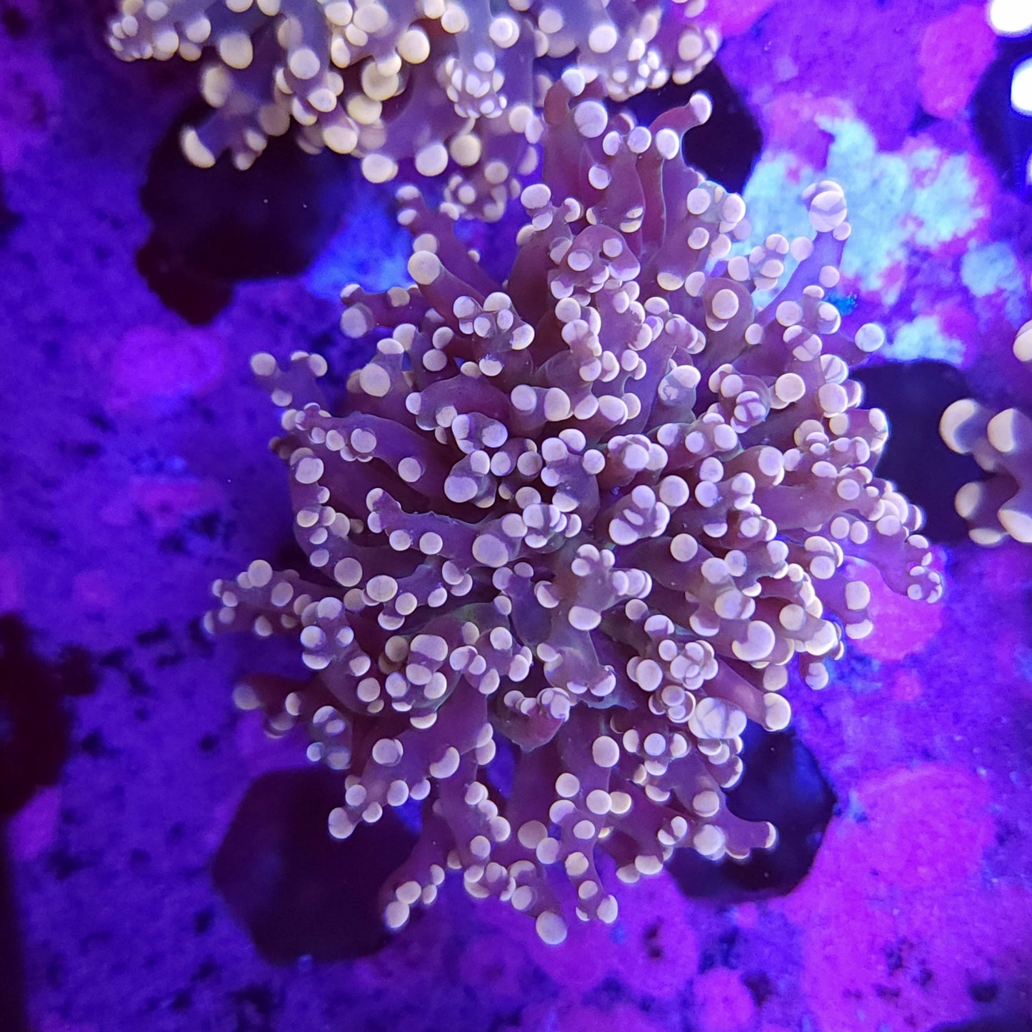 Pink Frogspawn