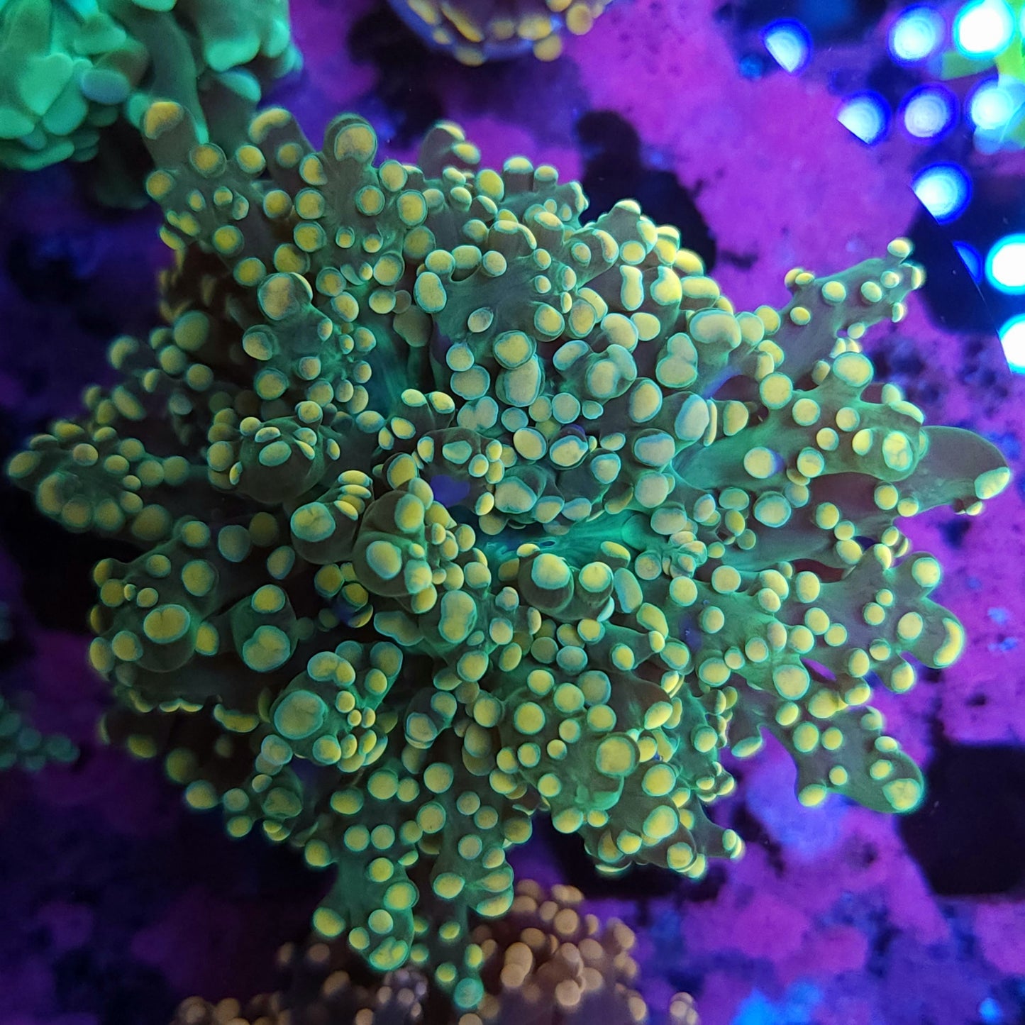 Orange Tip XL Octospawn