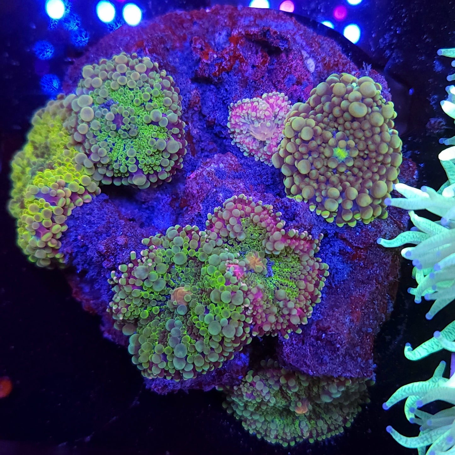 Ultra Yuma Colony Rock