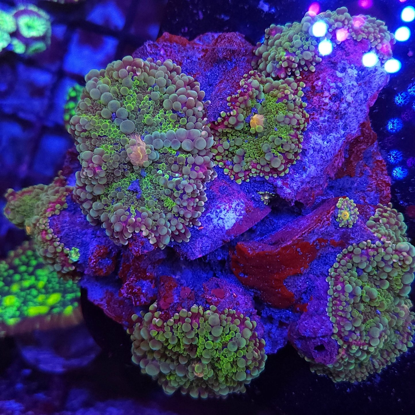 Ultra Yuma Colony