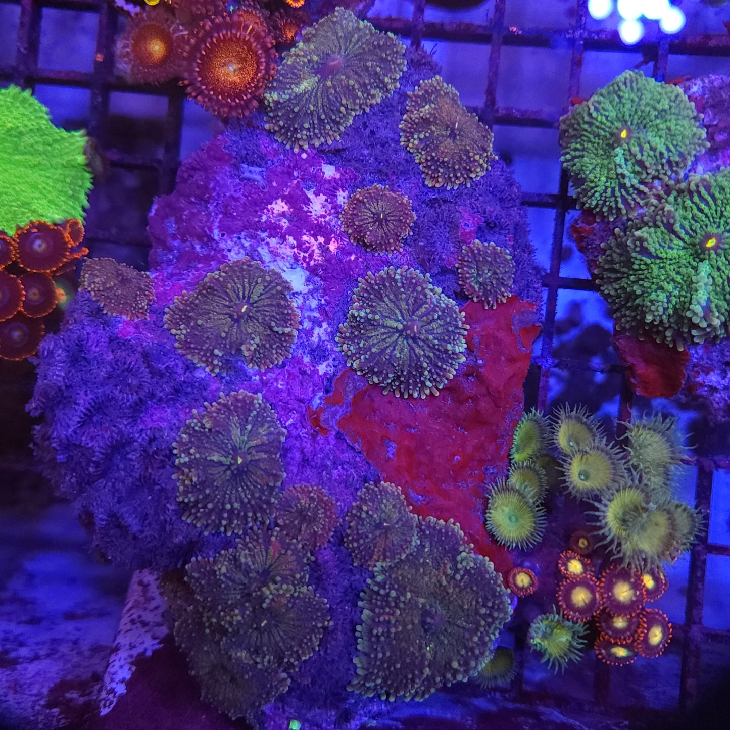 Purple Yuma Mushroom Rock