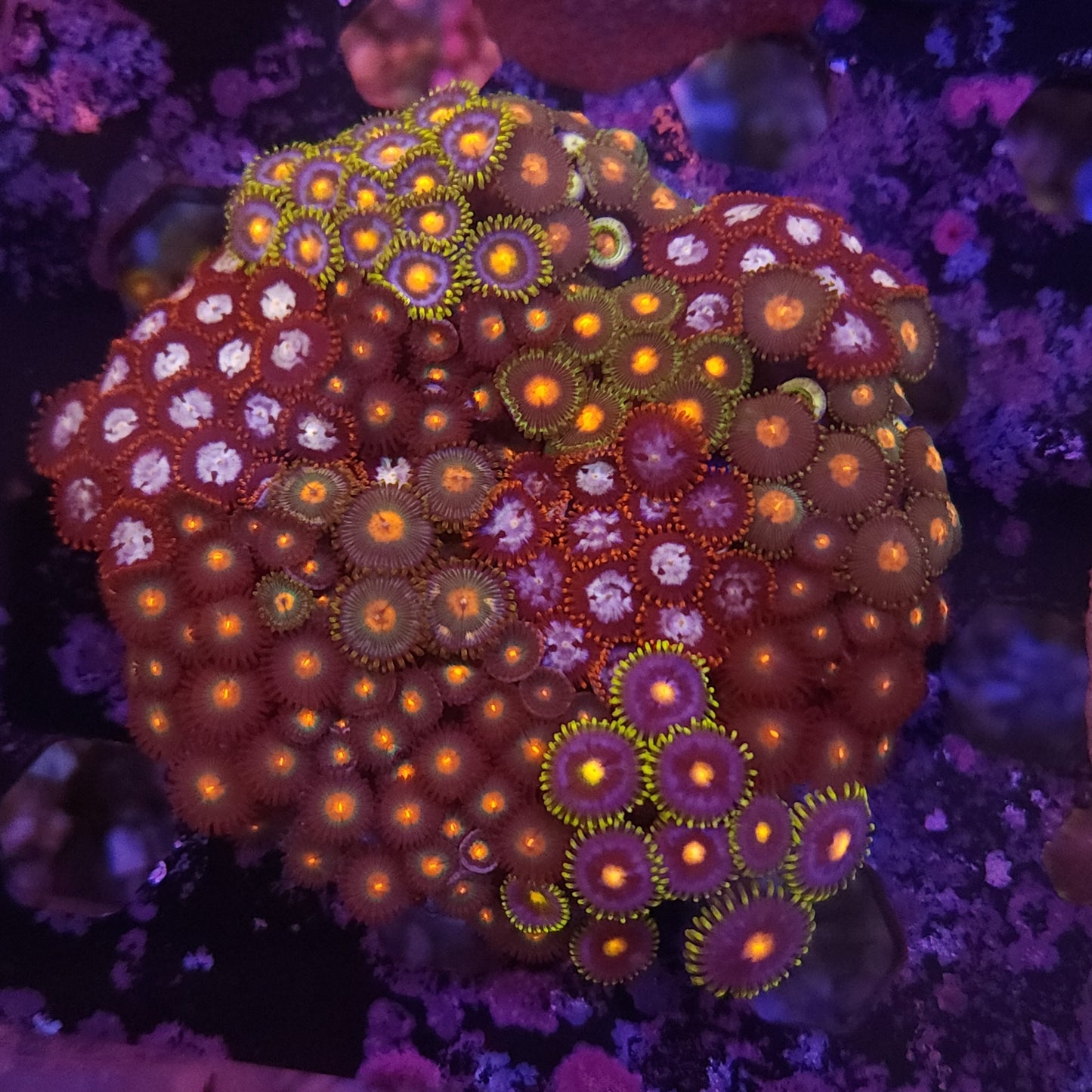 Ultra Zoa Instant Garden Plate
