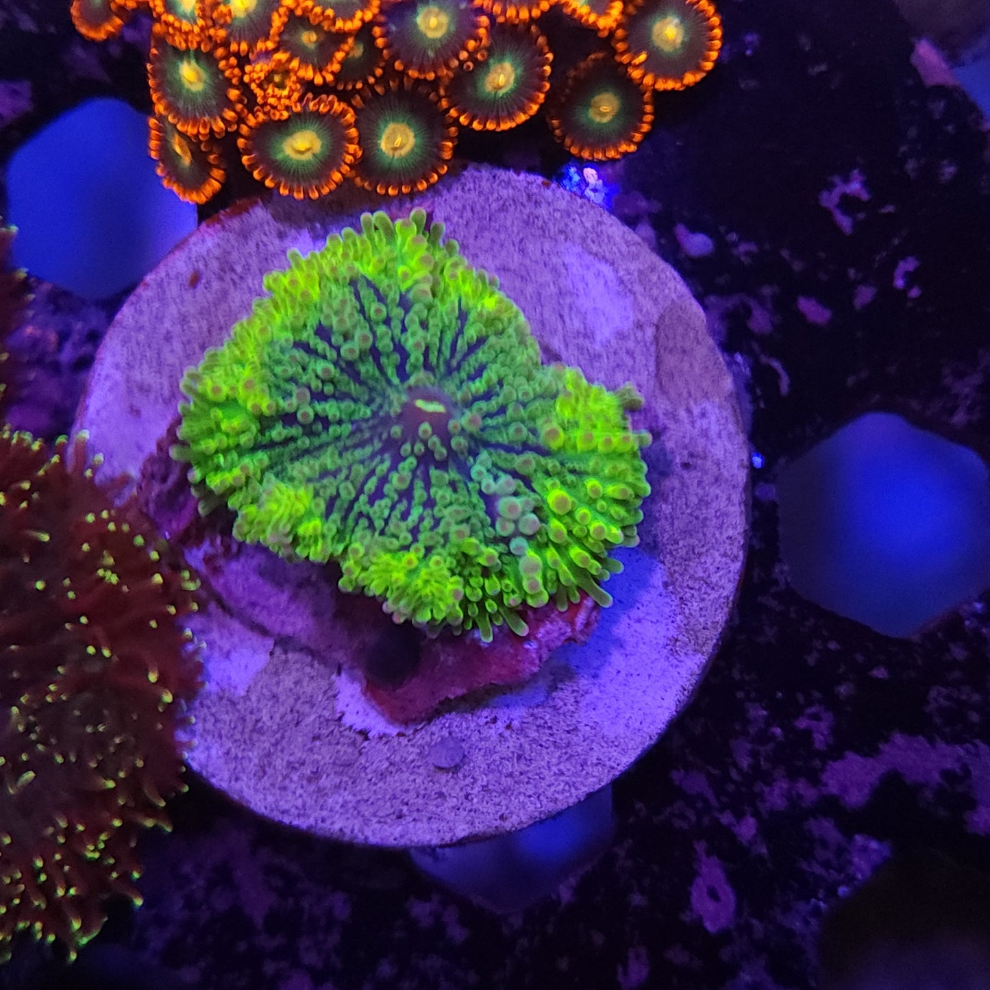 Ultra Yuma Mushroom