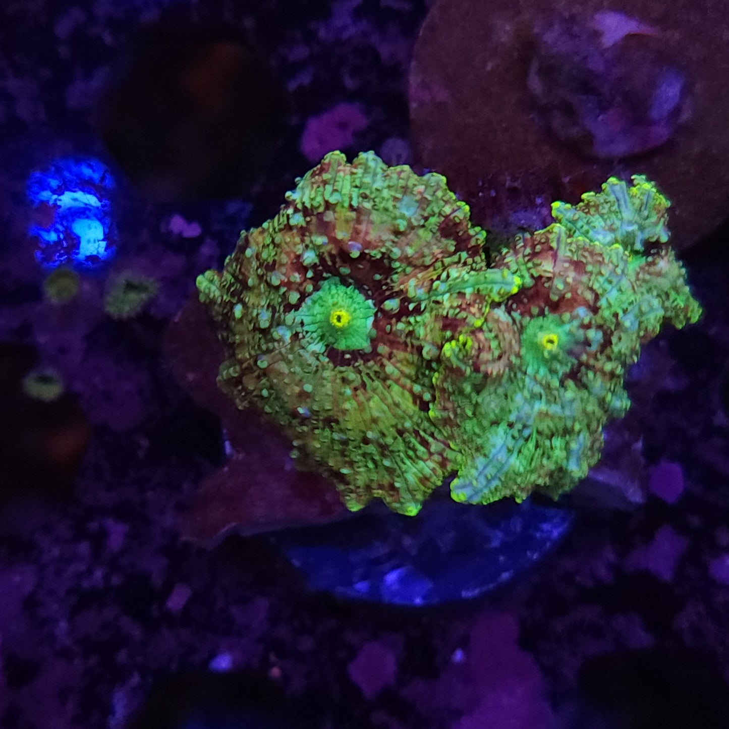 Triple Ultra Discosoma Mushroom