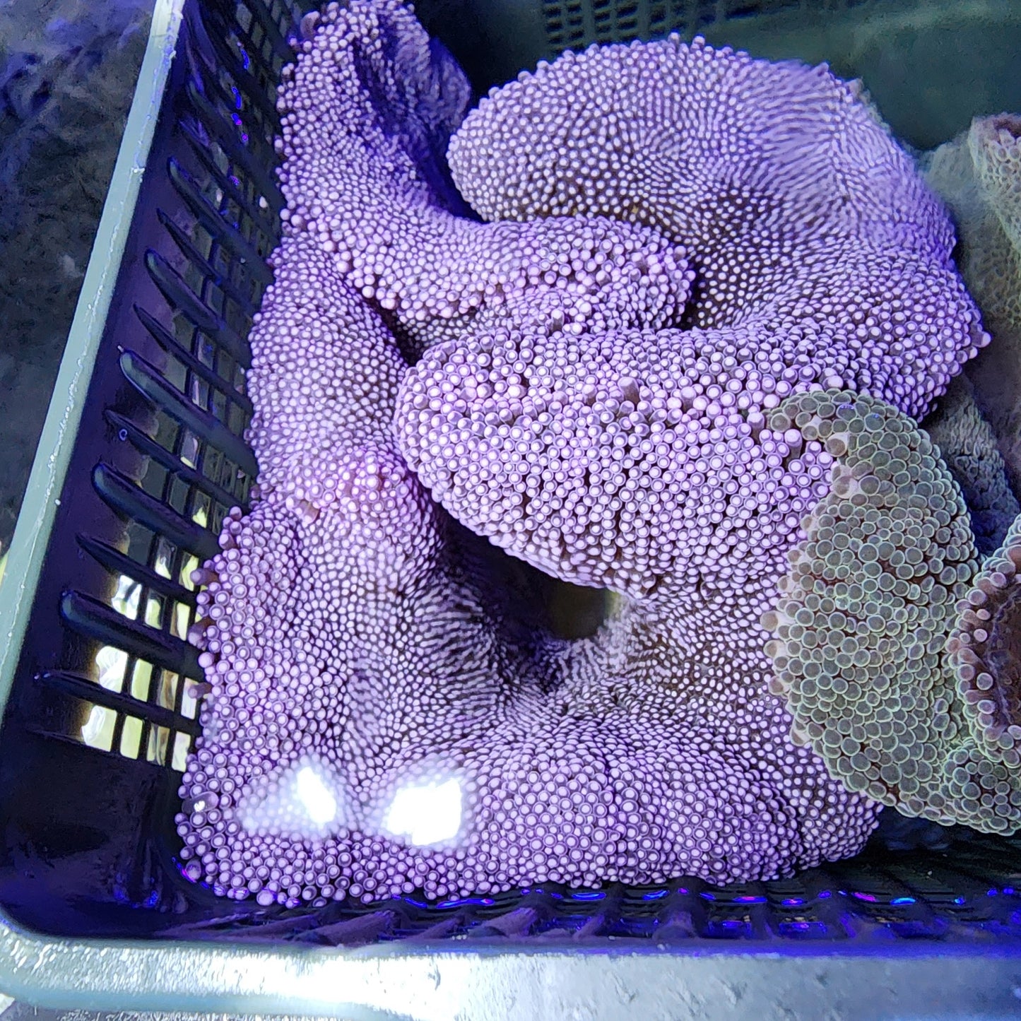 Purple Haddoni Carpet Anemone (10 inch)