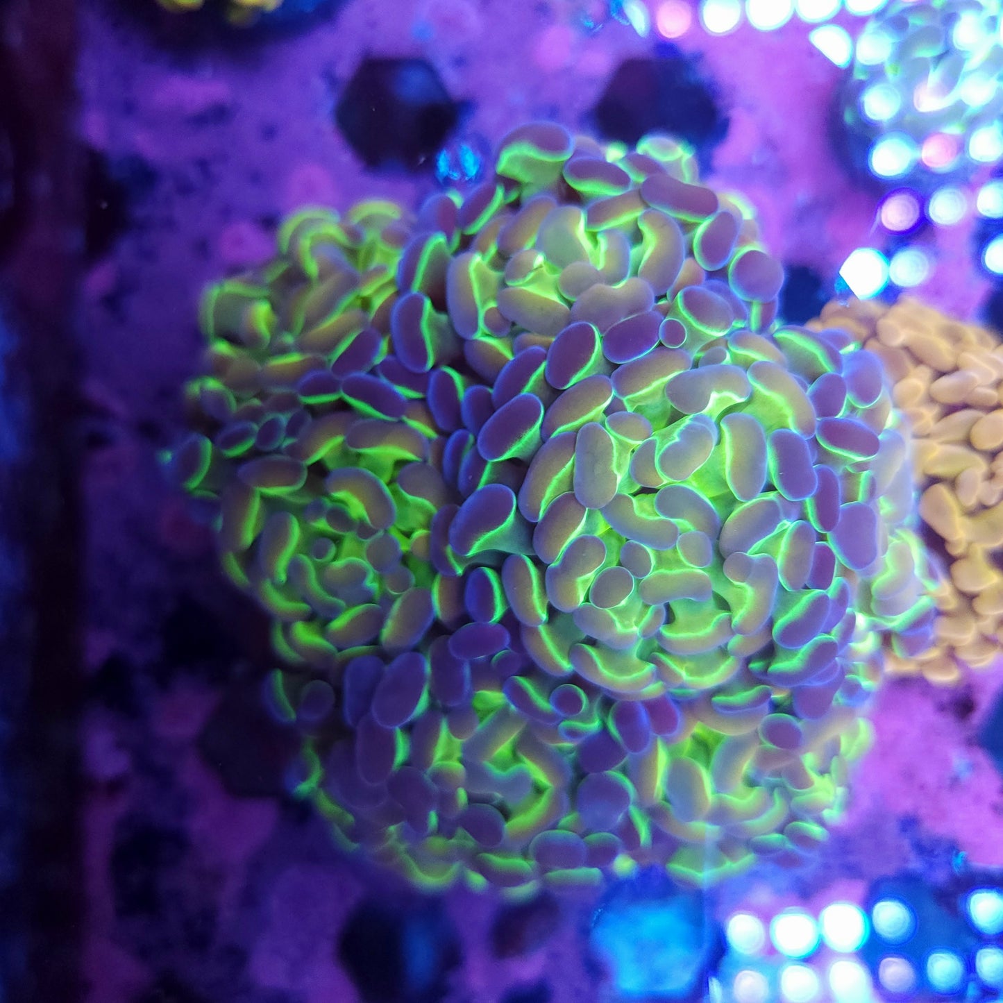 Aquacultured Hologram Hammer Colony (Video in pics)