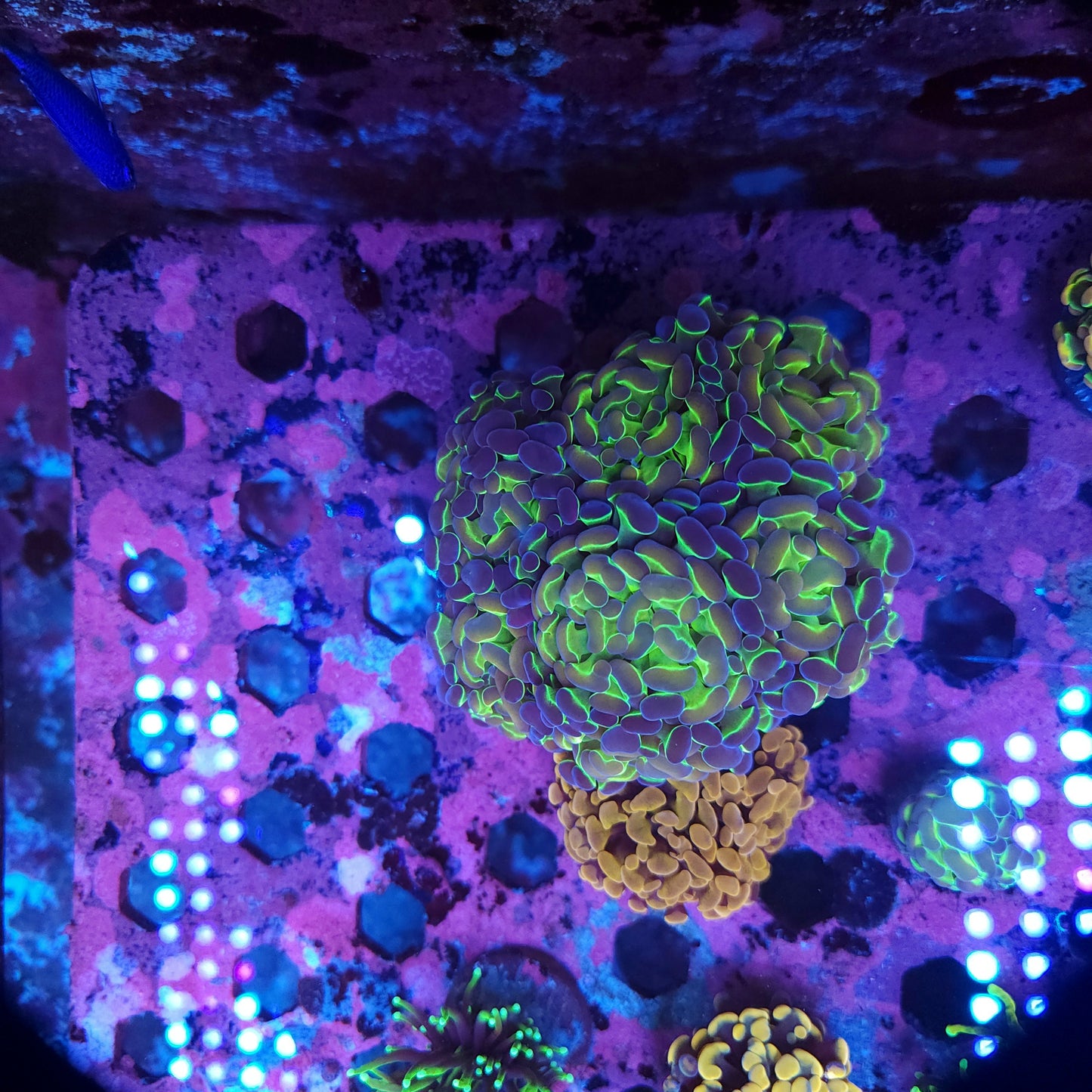 Aquacultured Hologram Hammer Colony (Video in pics)