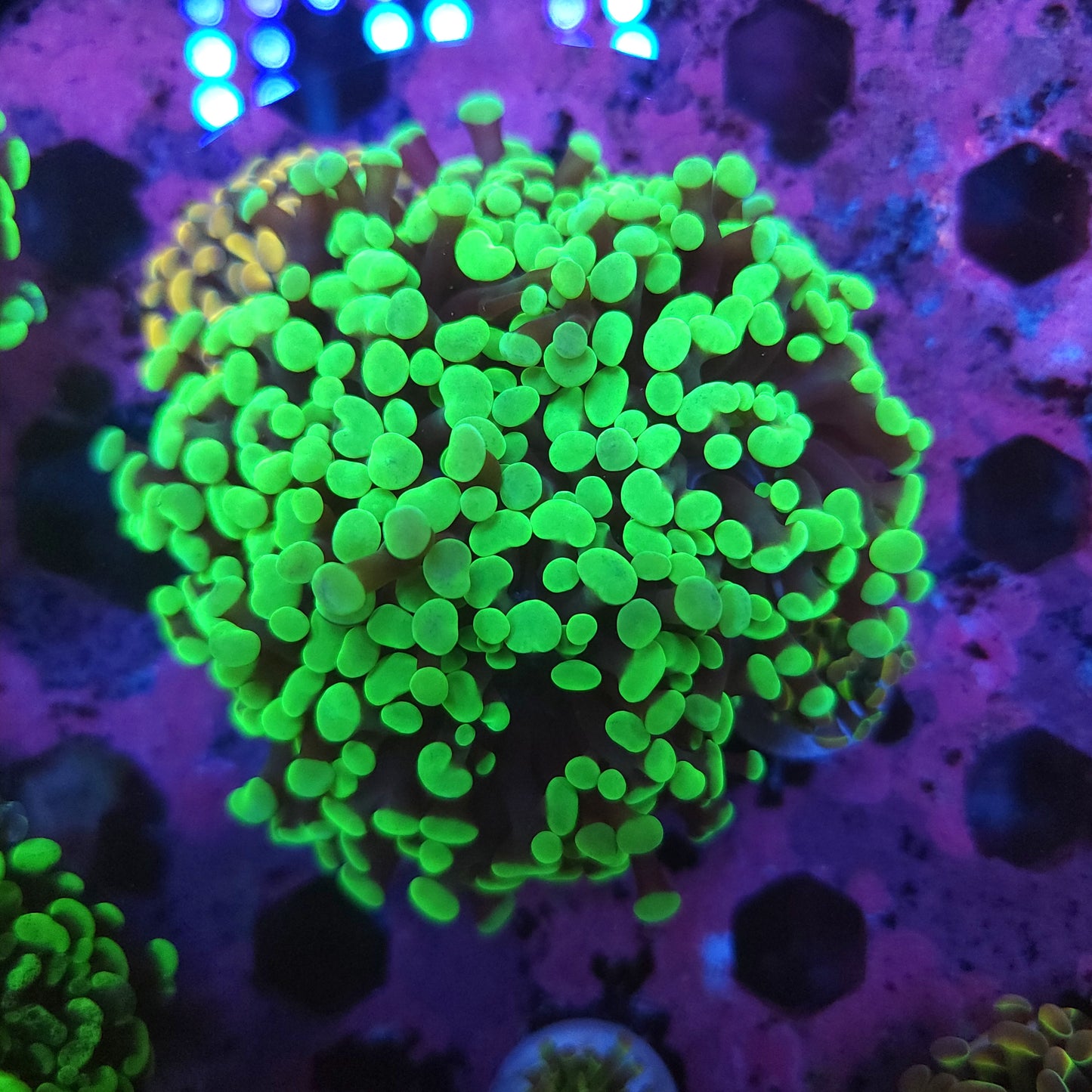 Aquacultured Neon Green Hammer Mini Colony