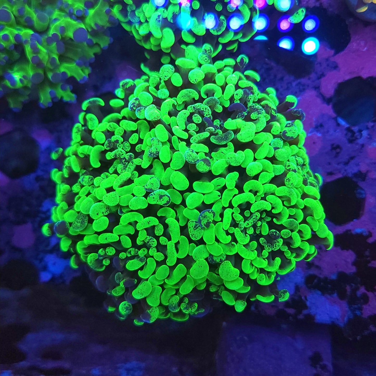 Aquacultured Toxic Splatter Hammer Colony (Video in pics)