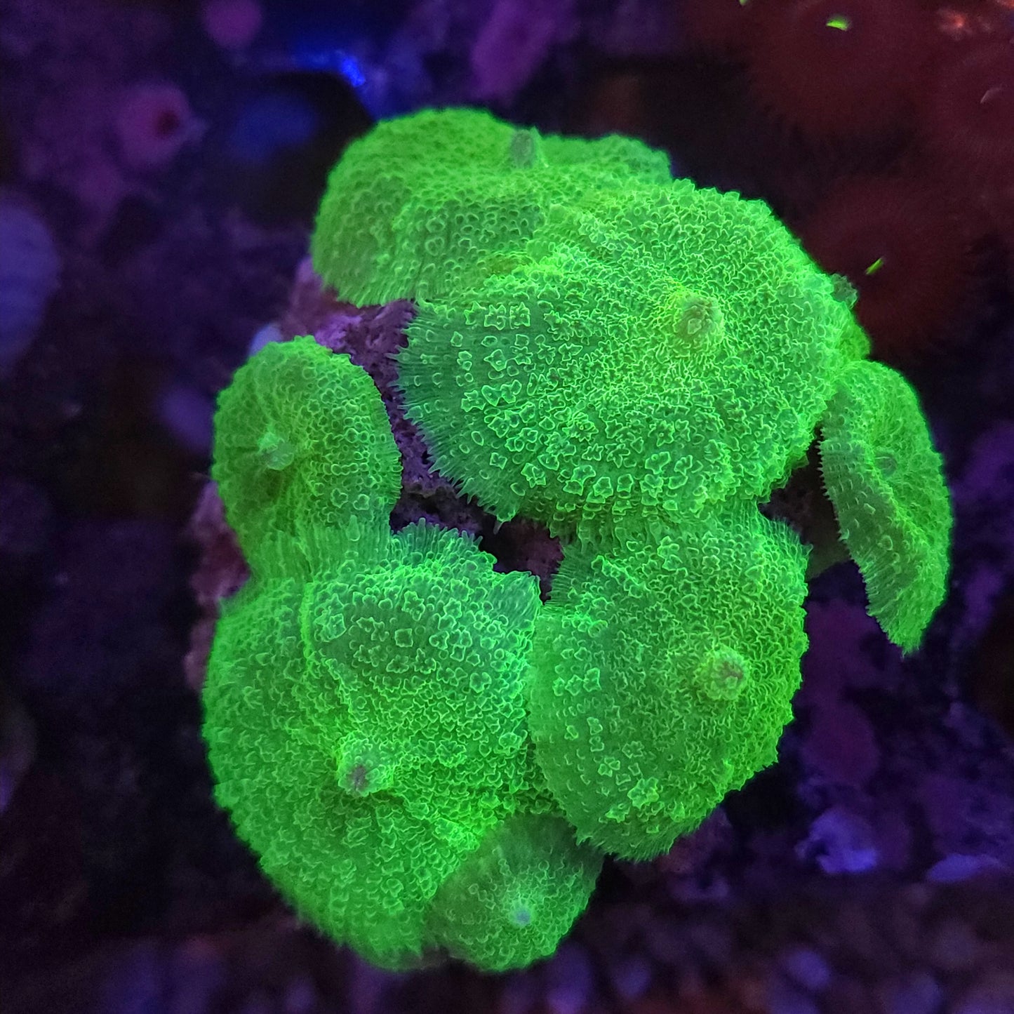 Toxic Green Mushroom Rock
