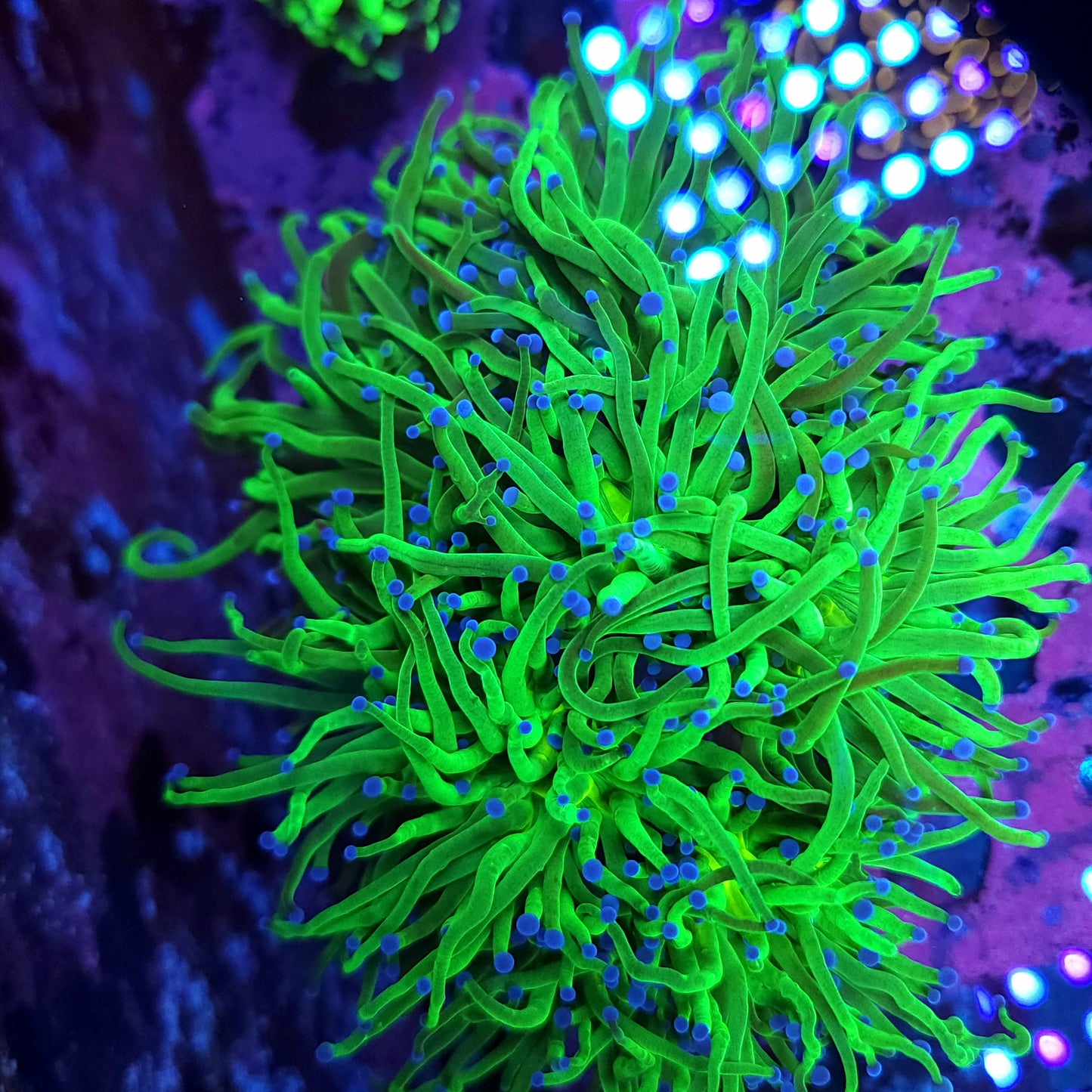 Todds Torch Colony (Video in pics)