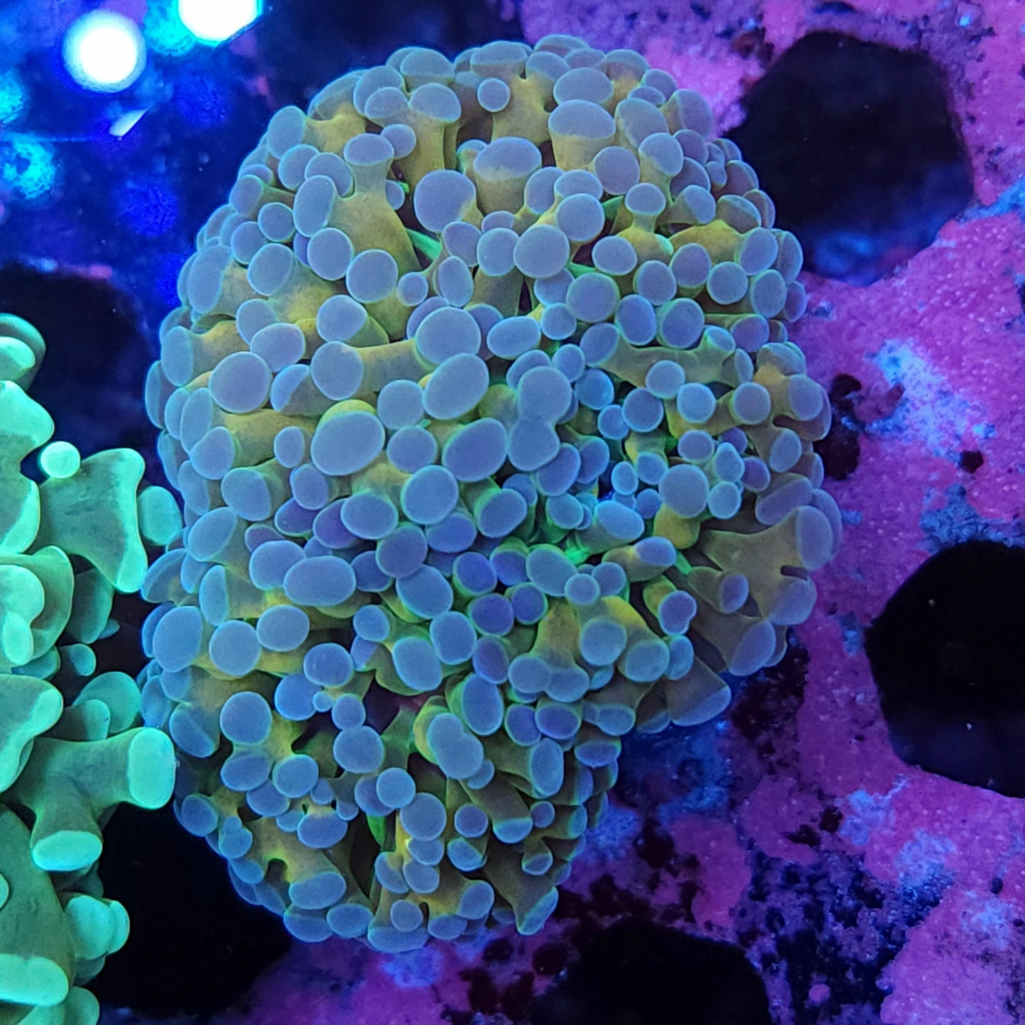 Iridescent Cristata Torch Mini Cluster