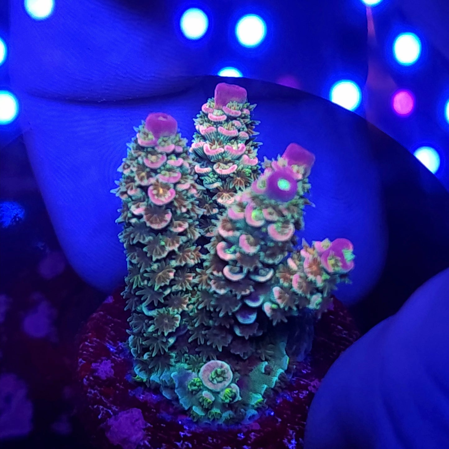 Pink Tip Rainbow Tenuis