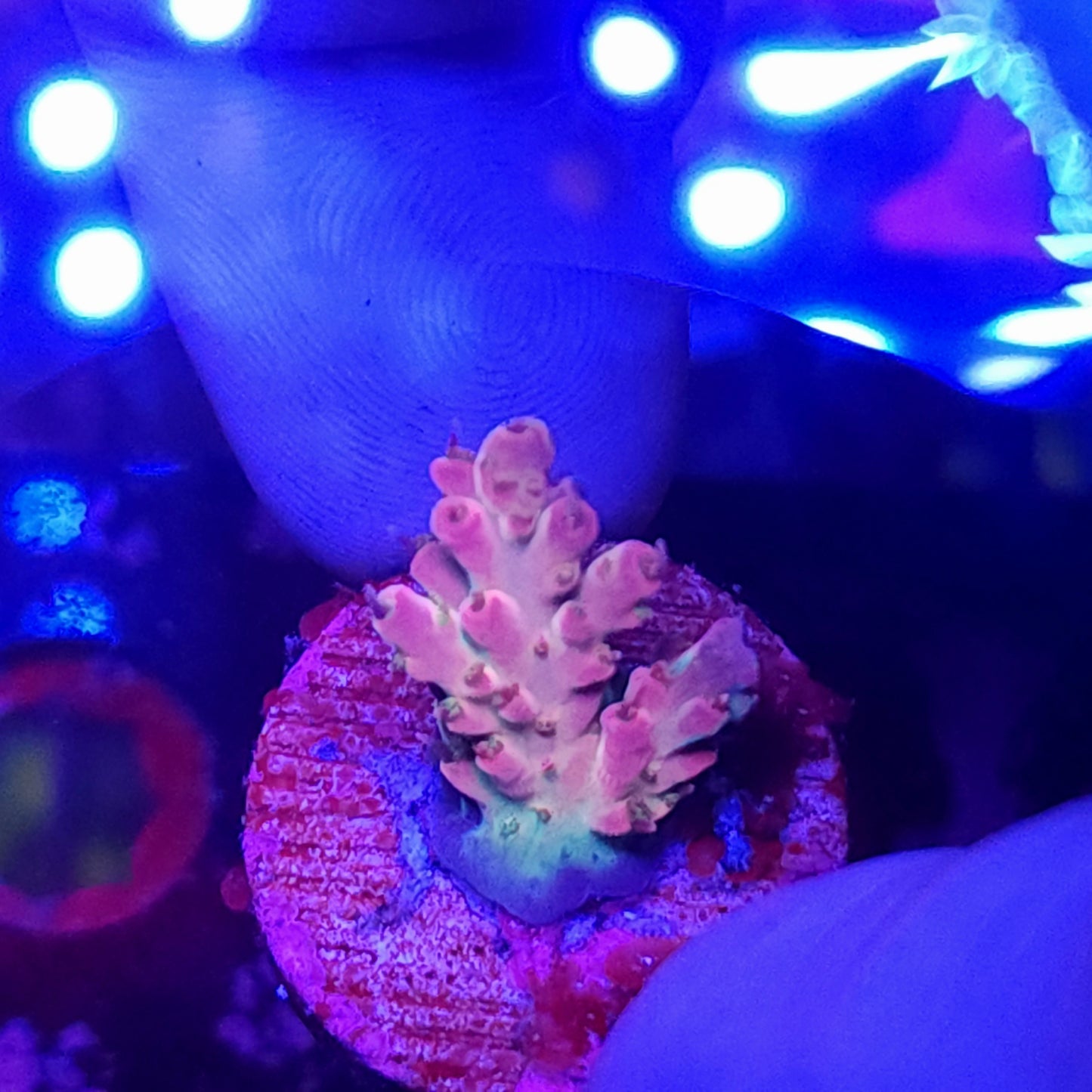 Pink Cactus Acro