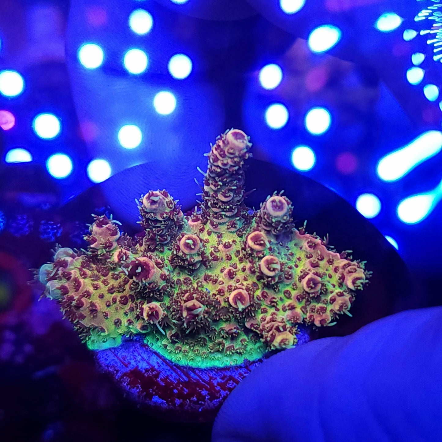 Rainbow Millie Fully Encrusted Milli Mini Colony