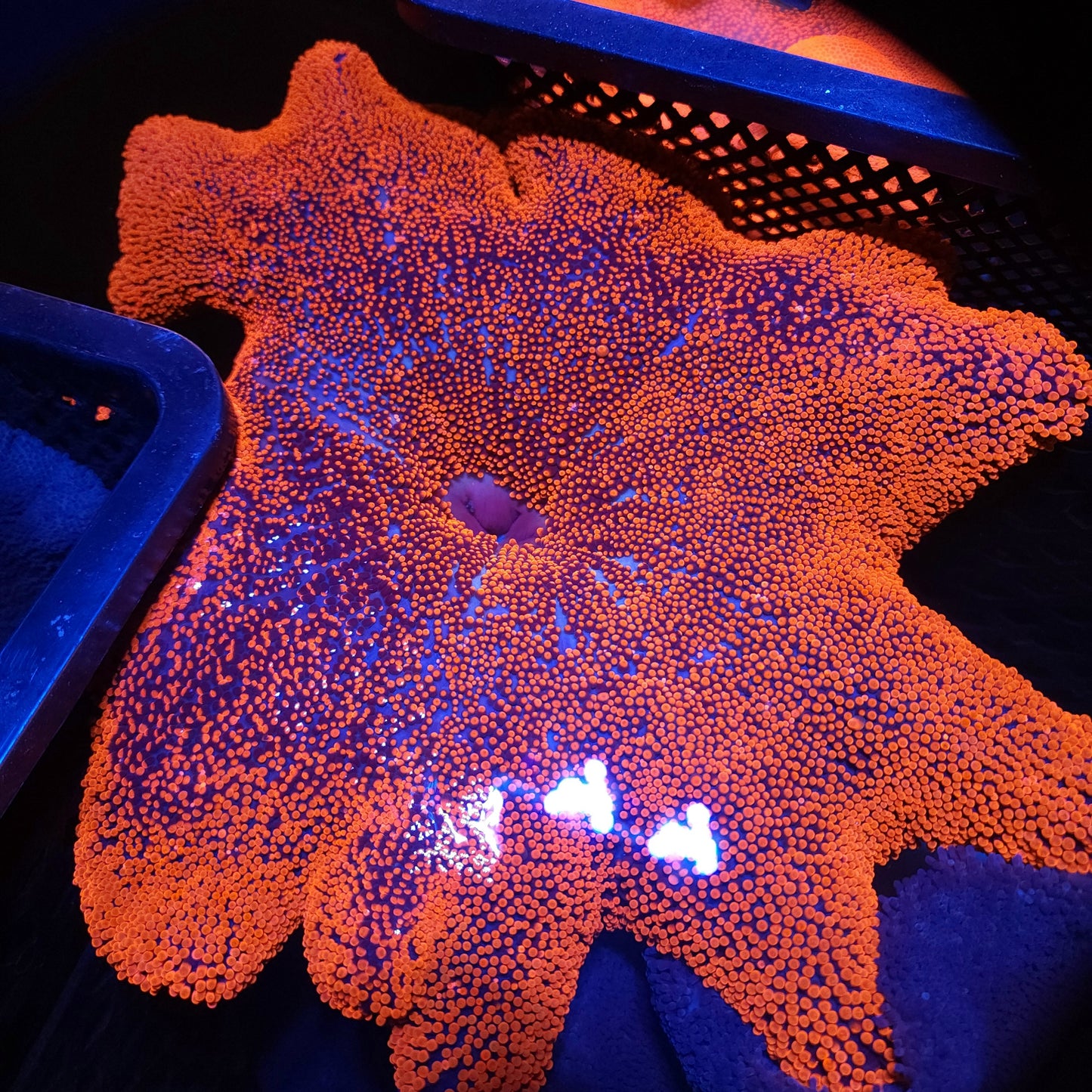 XXL Insane Bright Red Haddoni Carpet Anemone (15 Inch)