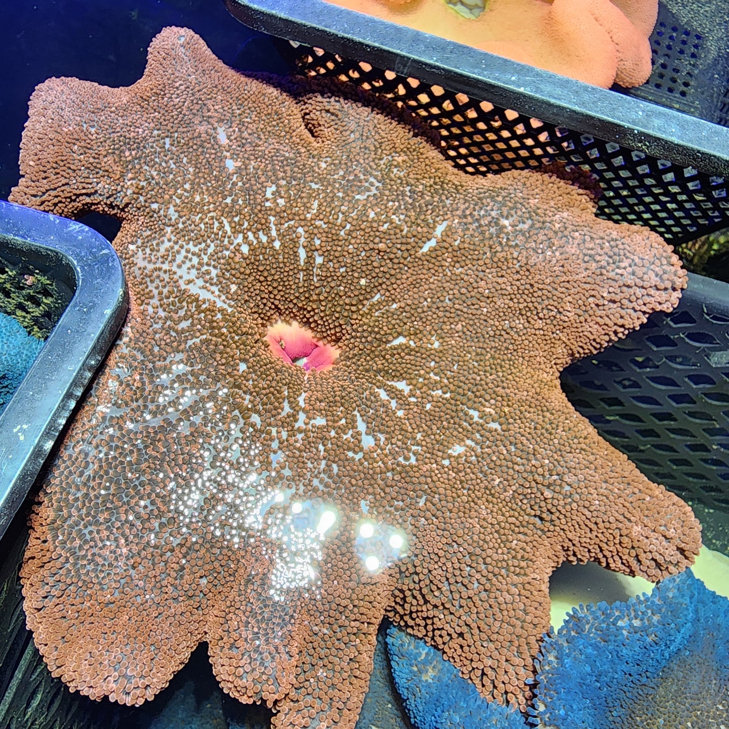 XXL Insane Bright Red Haddoni Carpet Anemone (15 Inch)