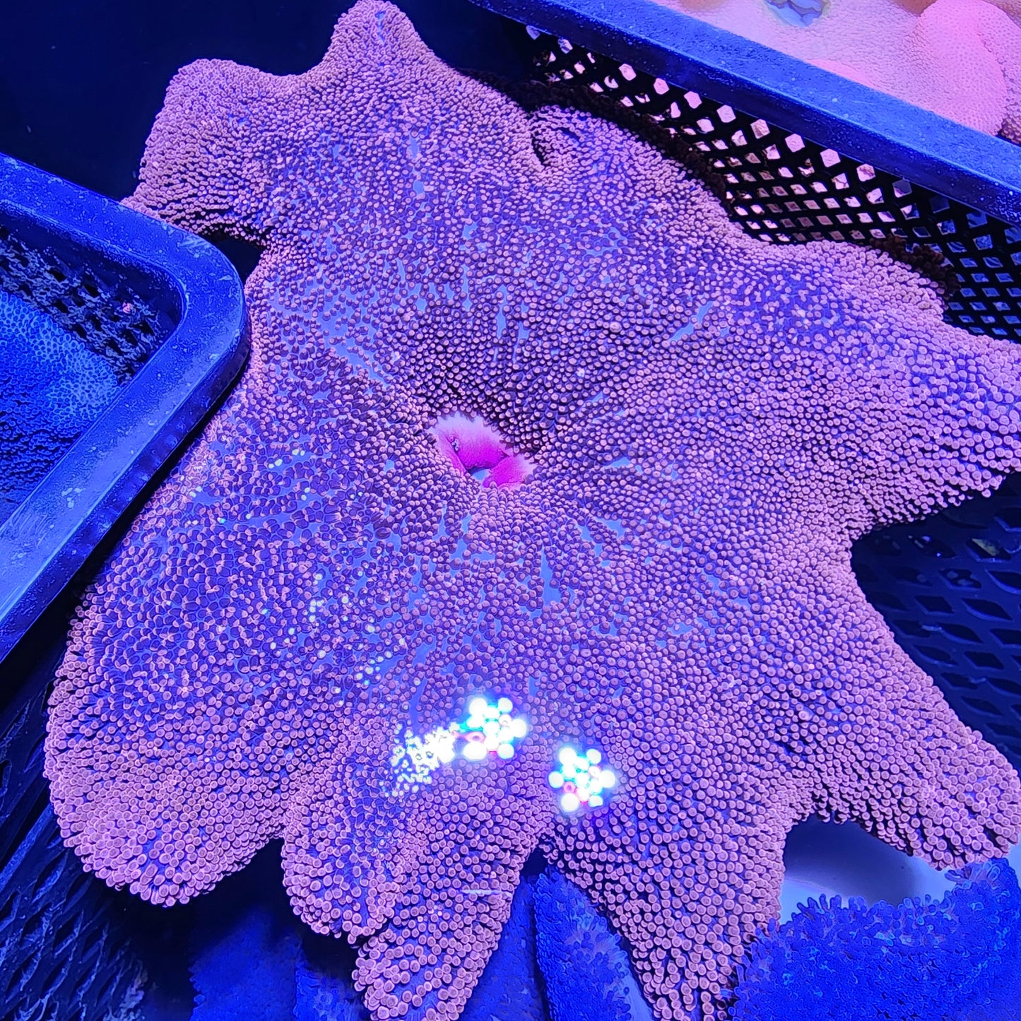 XXL Insane Bright Red Haddoni Carpet Anemone (15 Inch)