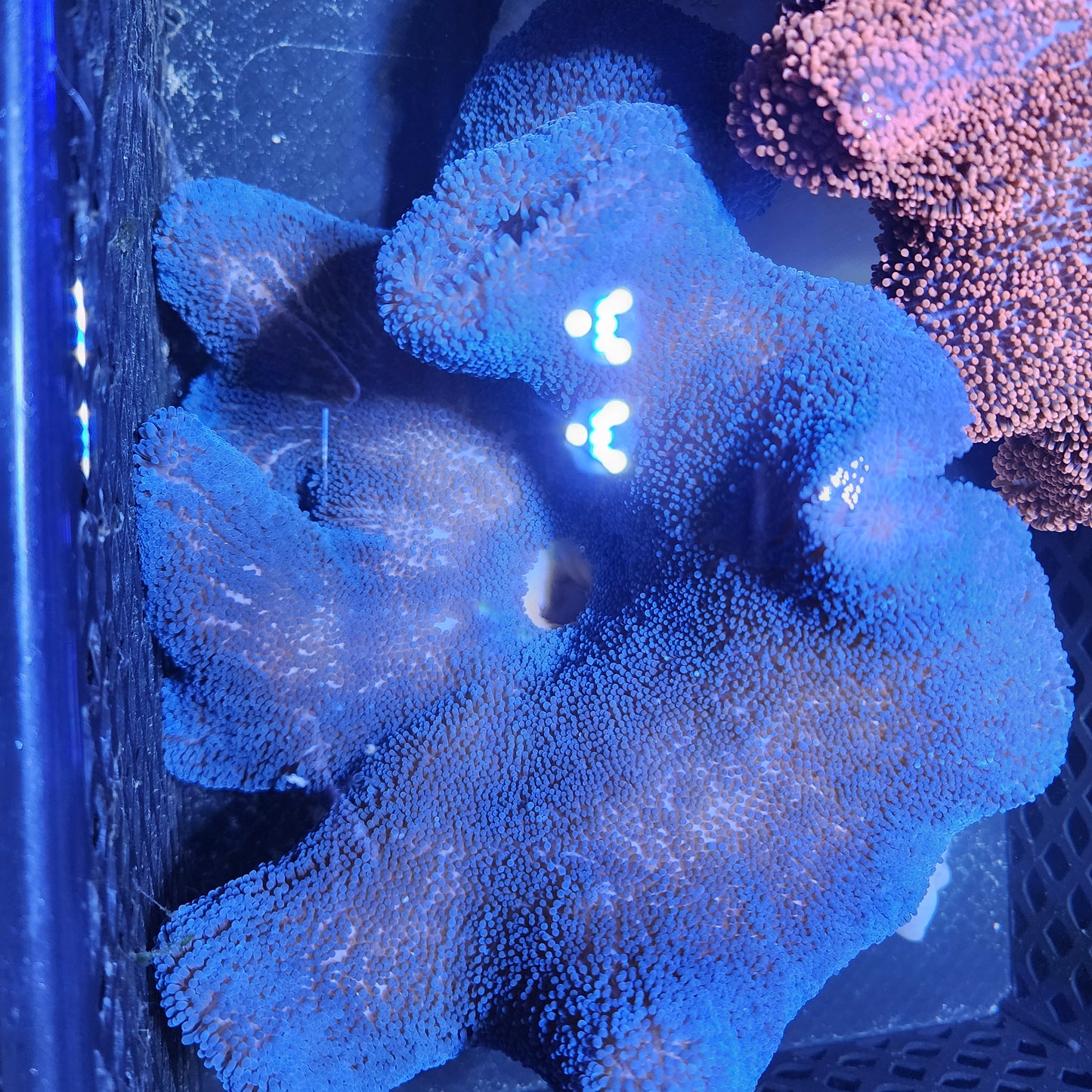 XXL Blue Haddoni Carpet Anemone (12-15 Inch)