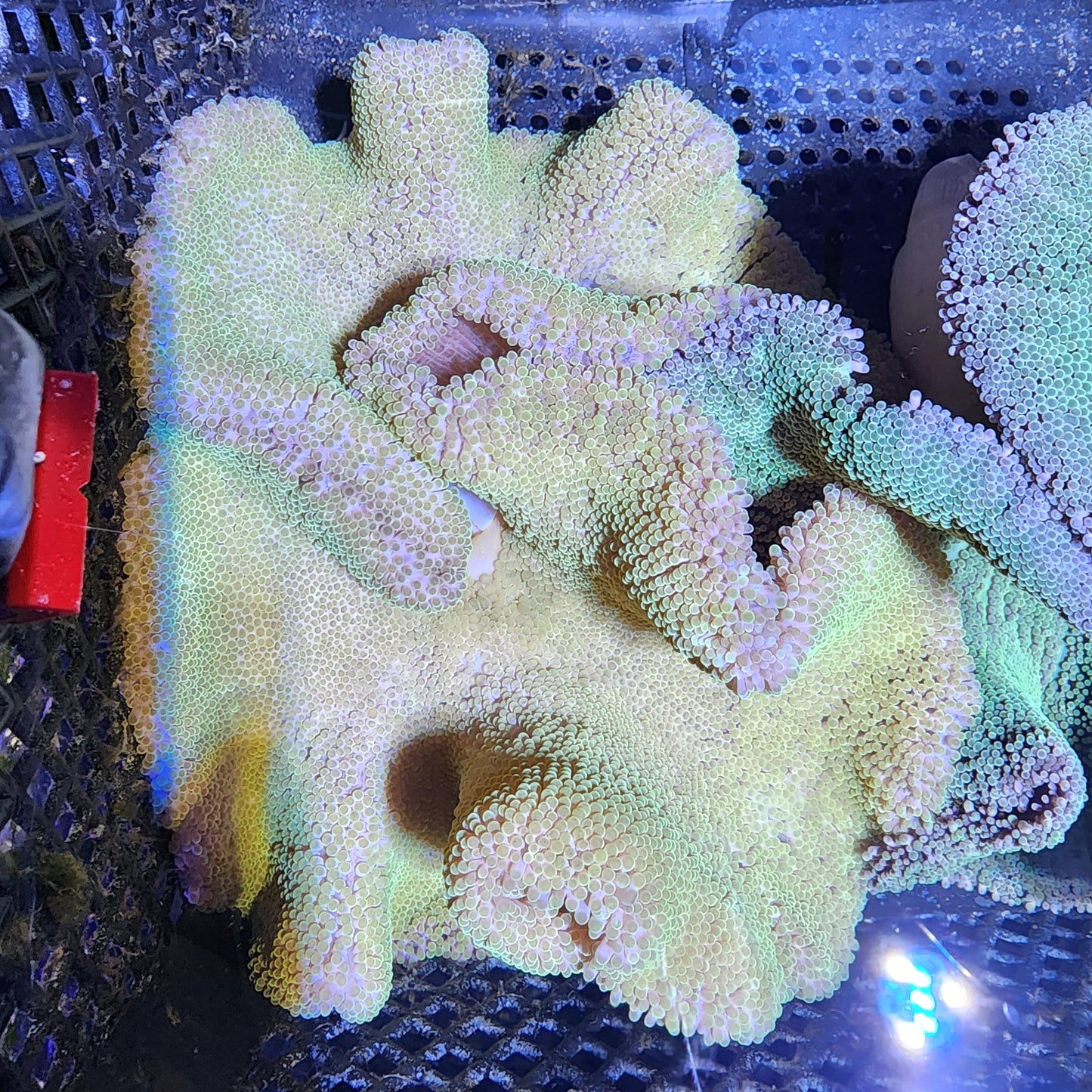 Neon Green Haddoni Carpet Anemone (10 Inch)