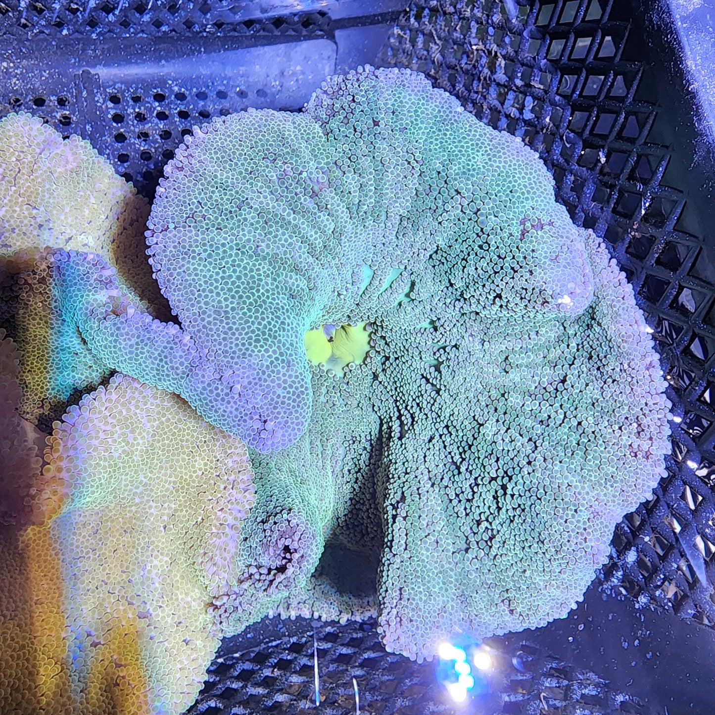 Neon Green Haddoni Carpet Anemone (8 Inch)