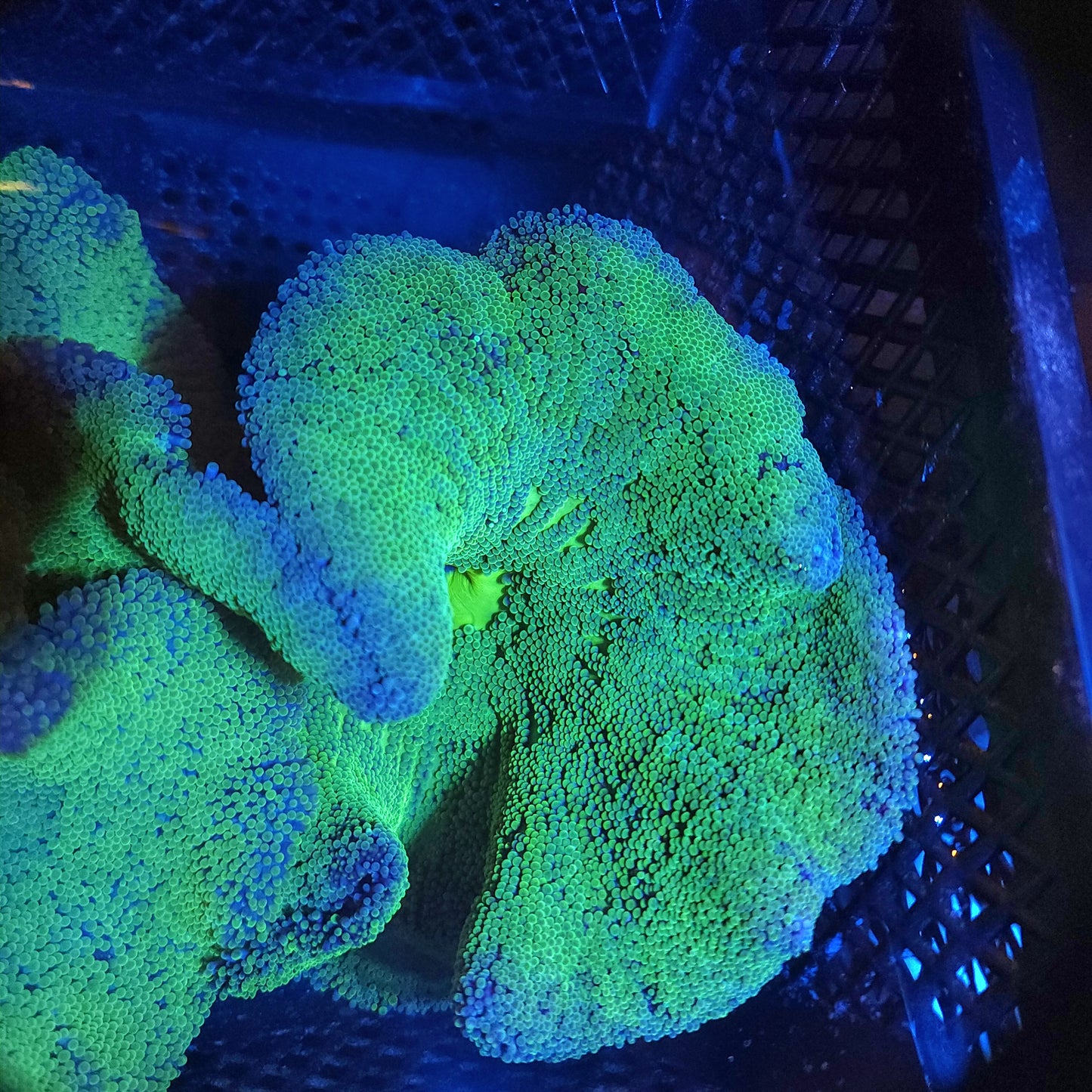 Neon Green Haddoni Carpet Anemone (8 Inch)