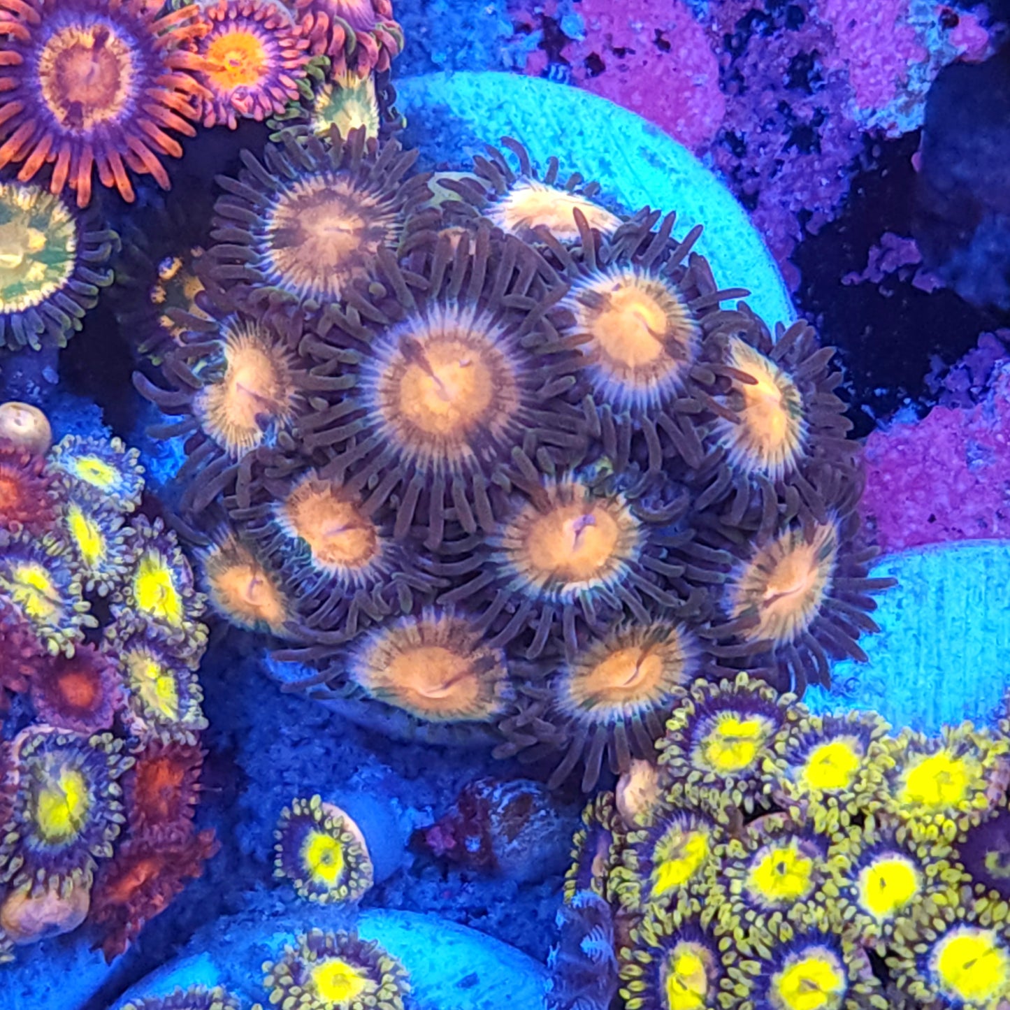 Diasy Cutter Zoas